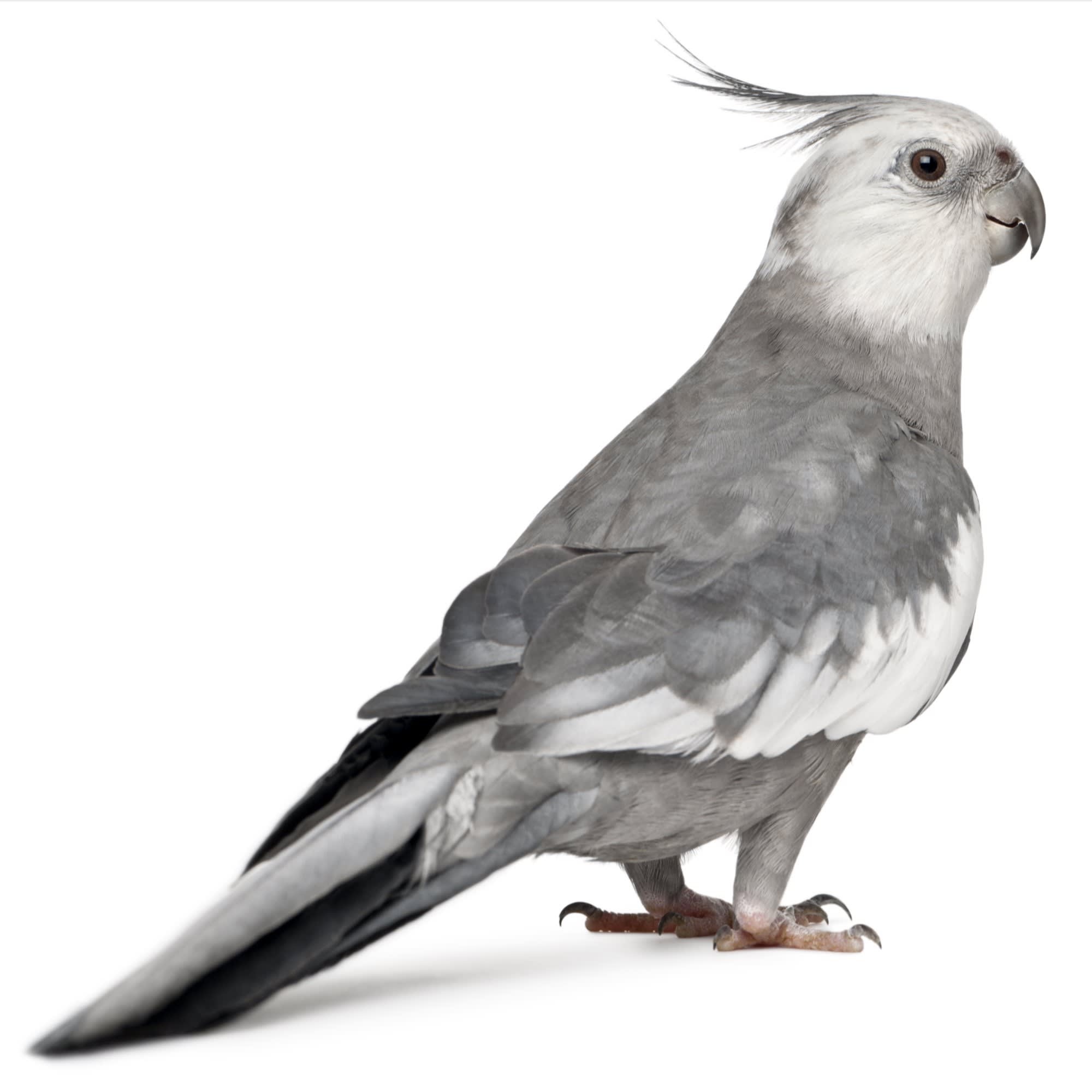 Cockatoo 2025 price petco