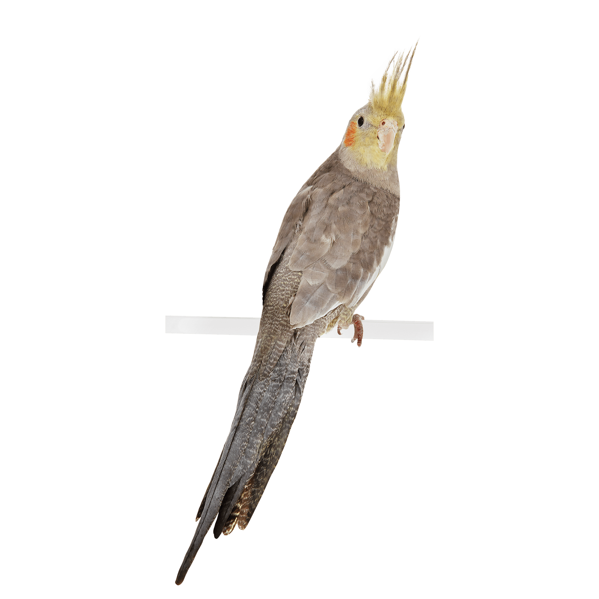 buy cockatiel online