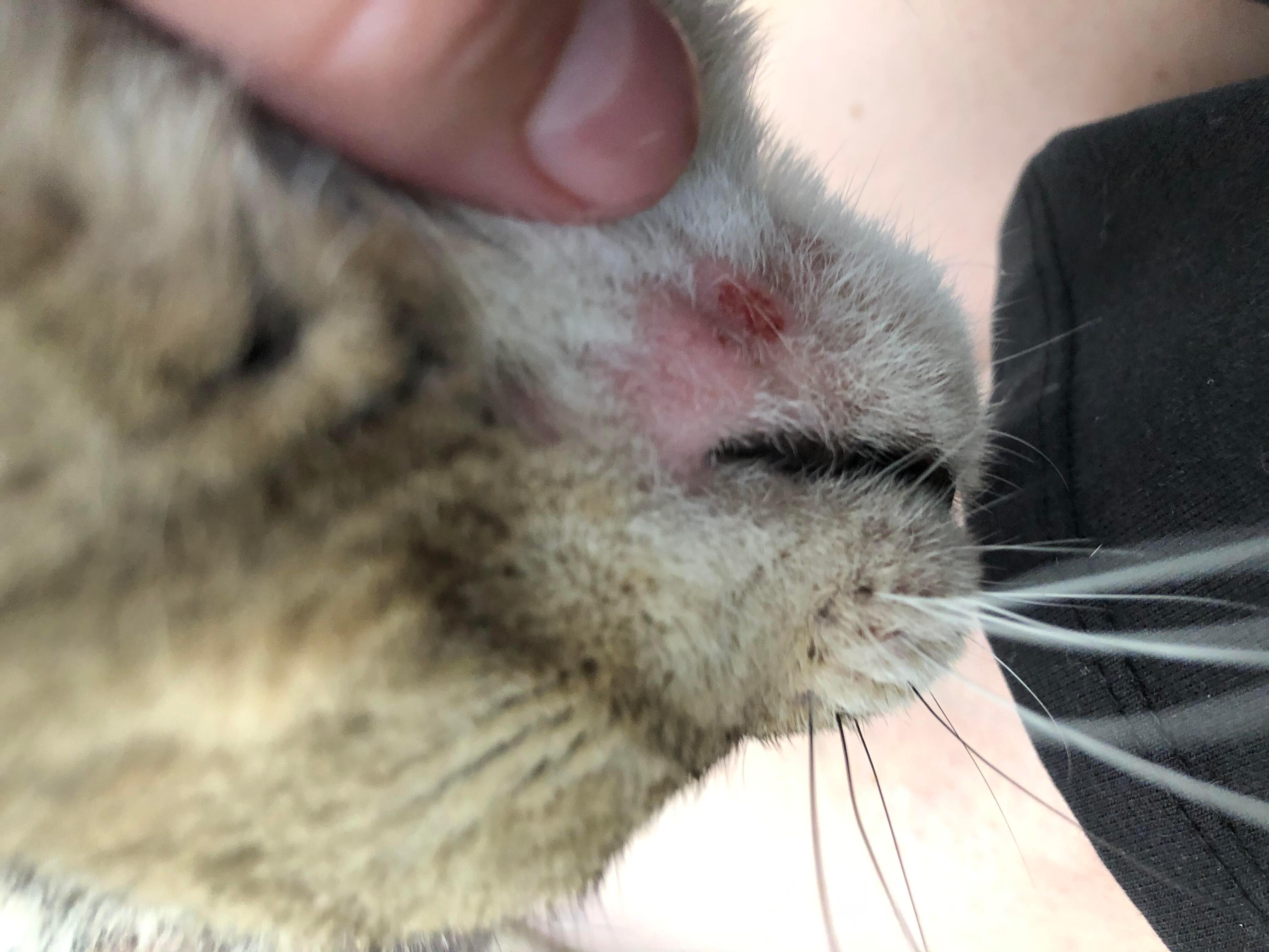 Cat has inflamed mouth, fur loss, sores? Could it be allergy? | Petco