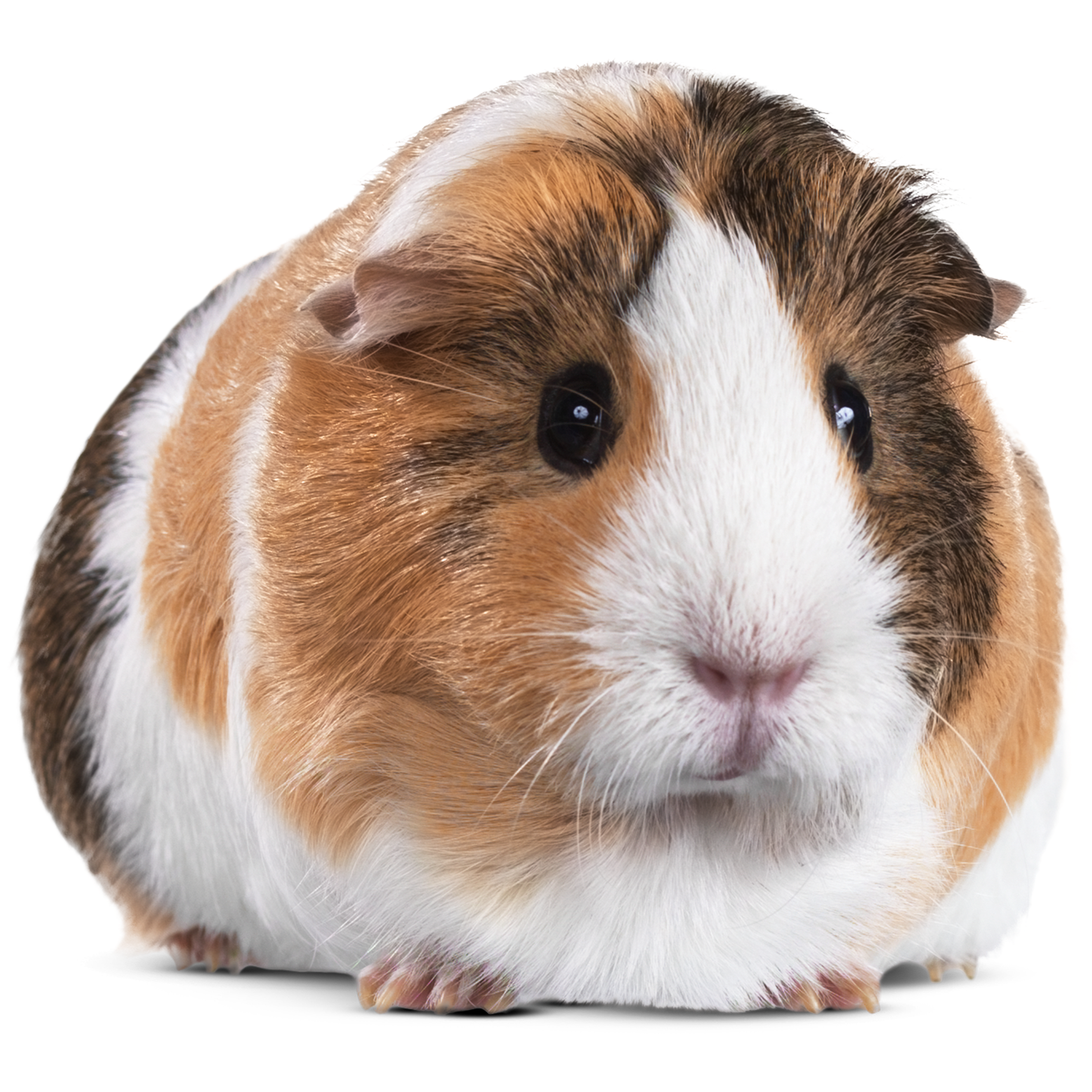 Guinea pig 2024 petsmart canada