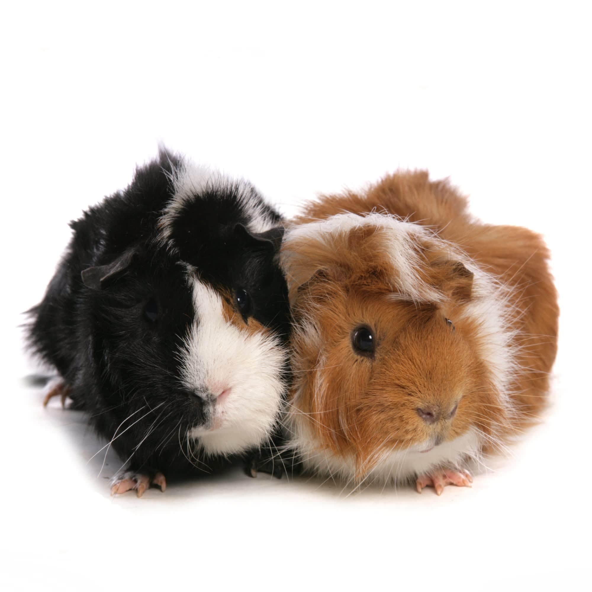 Guinea Pig Cavia porcellus