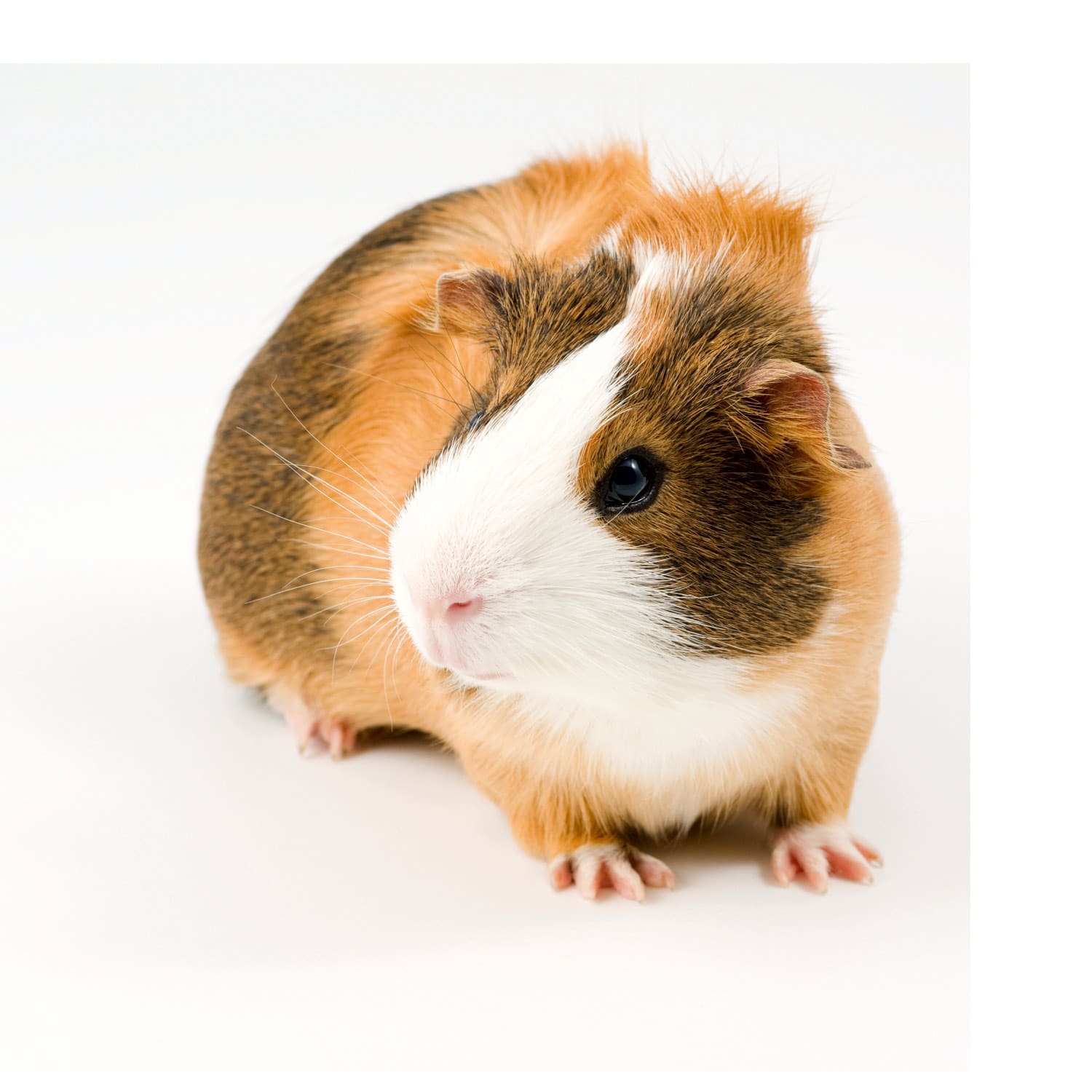 Hairless guinea pig sales petsmart