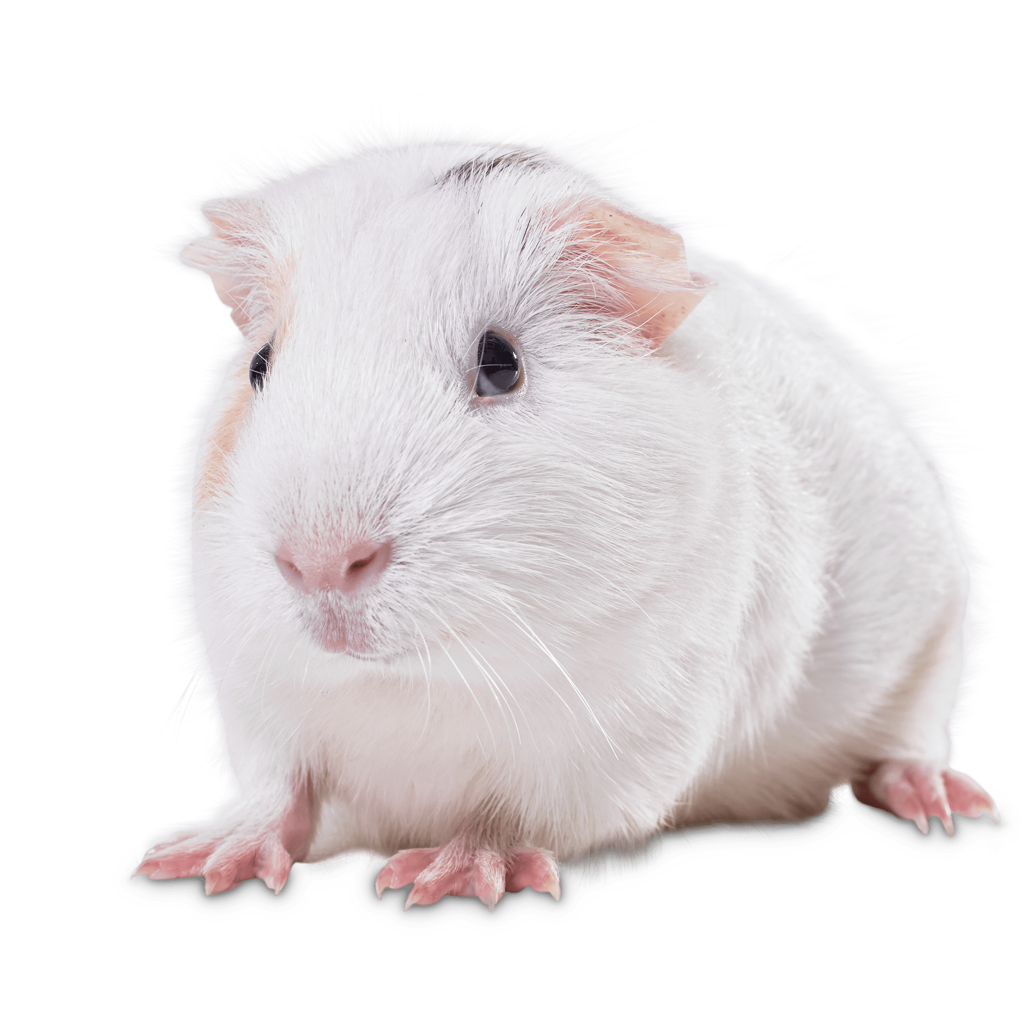 Guinea pig stream