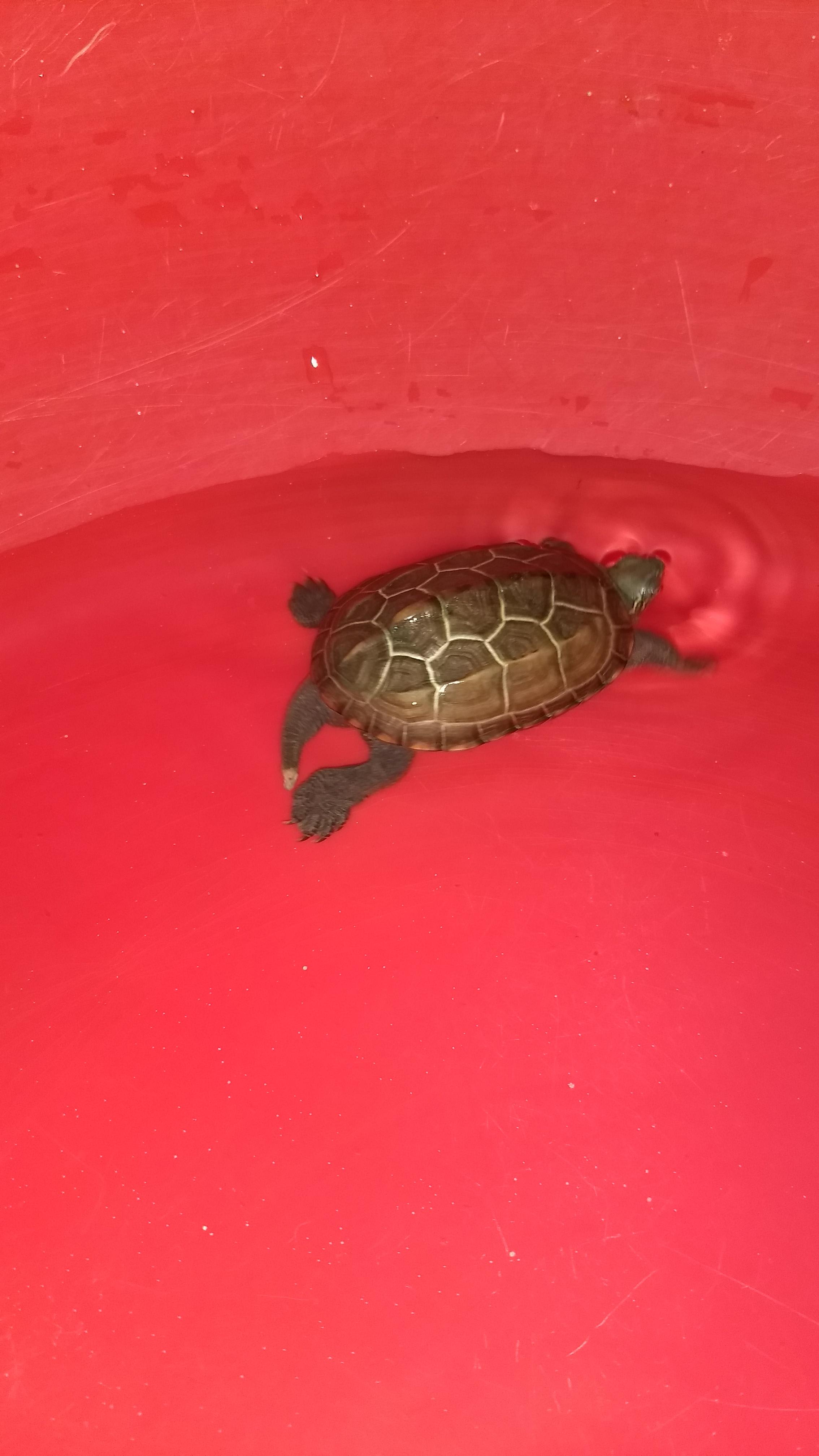 Why is my snapping turtle not eating & has a white tail spot? | Petco