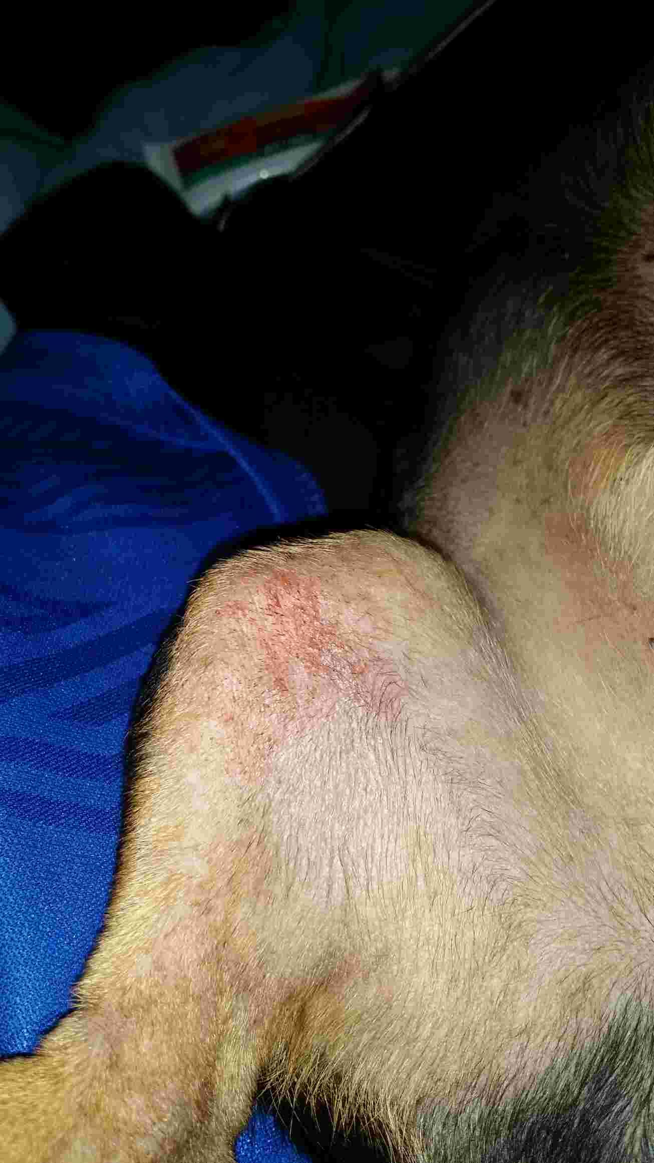 My dog has an itchy rash after a walk. When to see a vet? | Petco