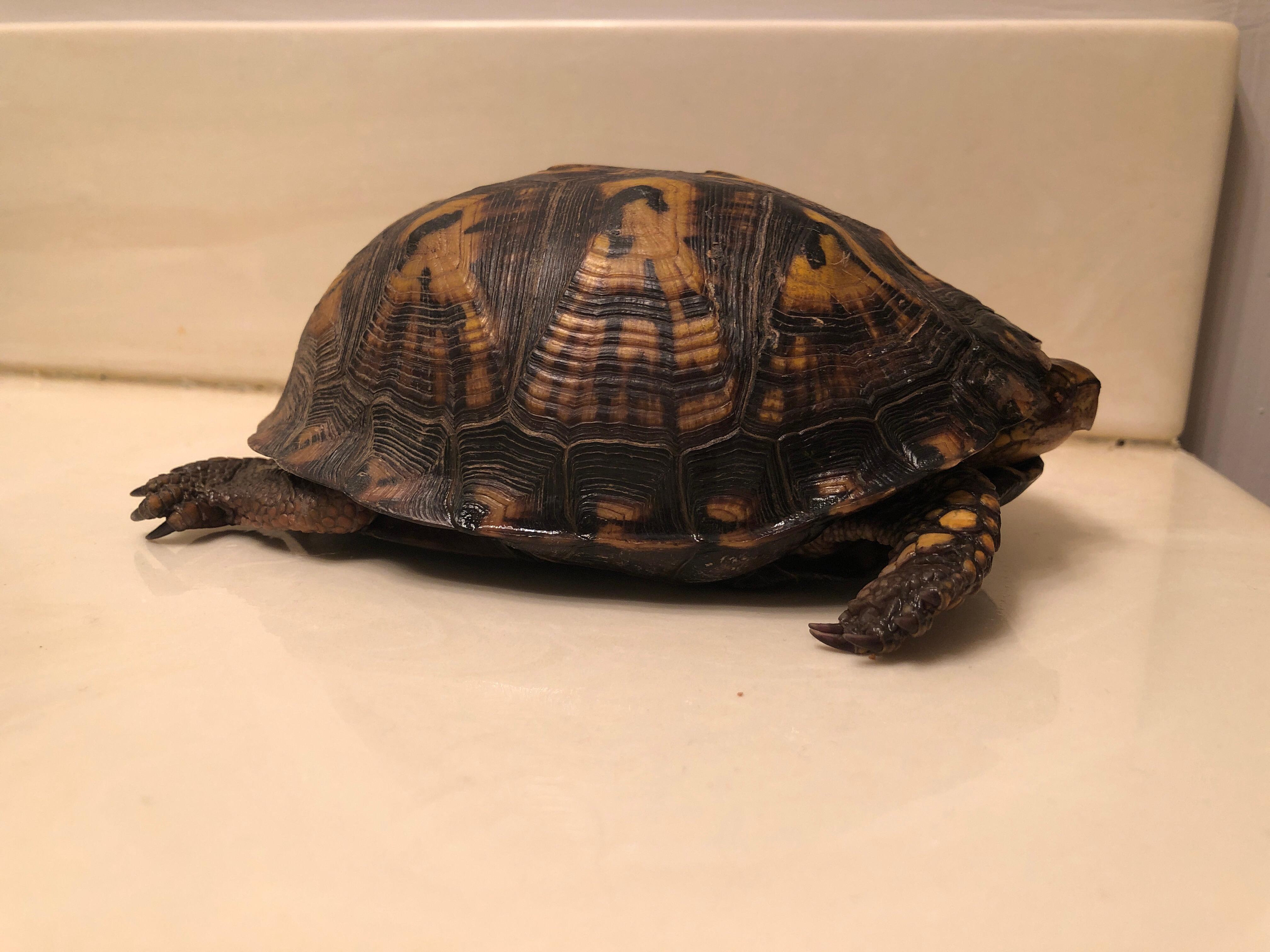 Is my eastern box turtle dead? Unresponsive & eyes closed | Petco