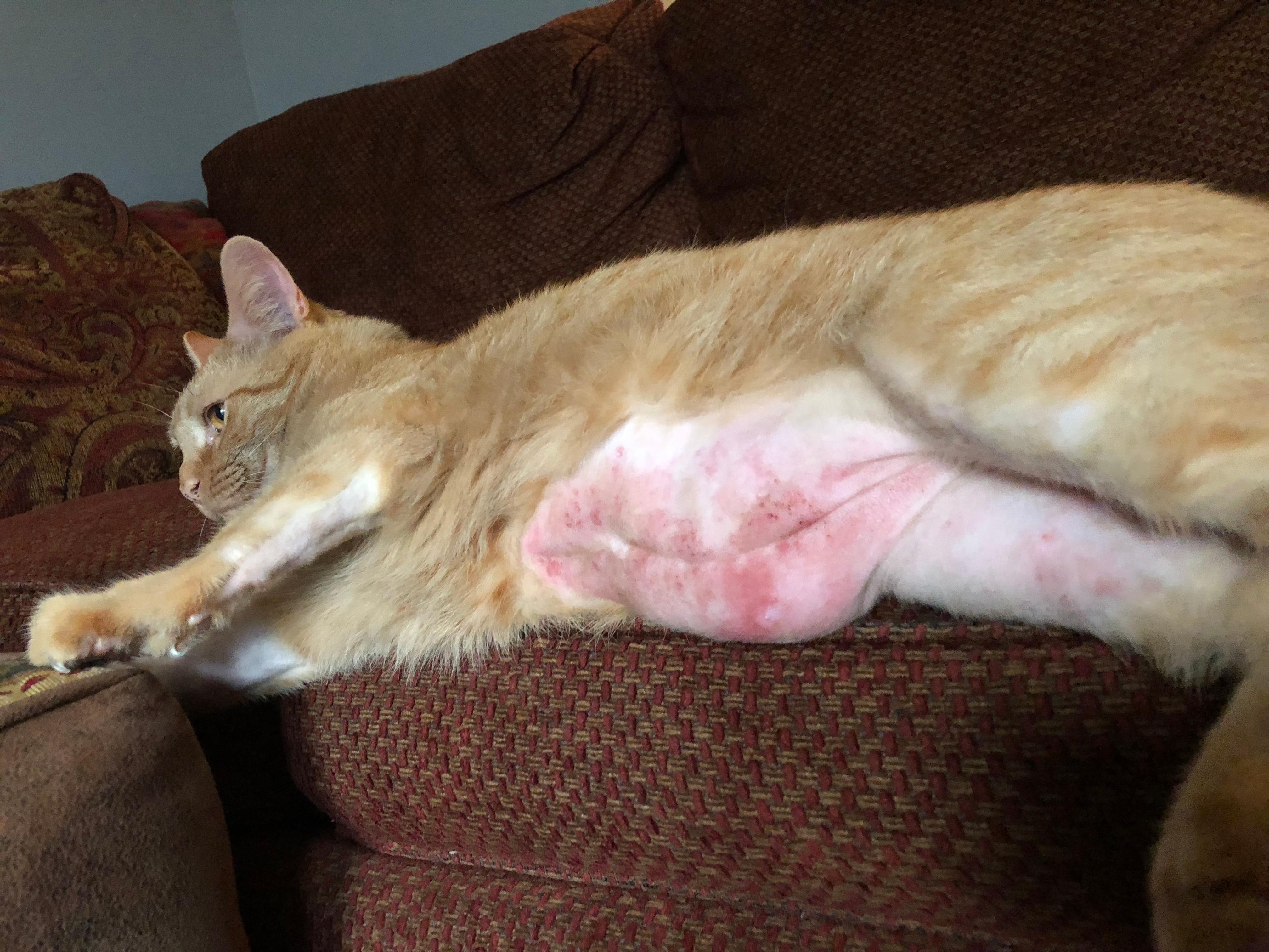 why-is-my-cat-licking-his-stomach-raw-losing-hair-and-bleeding-petco