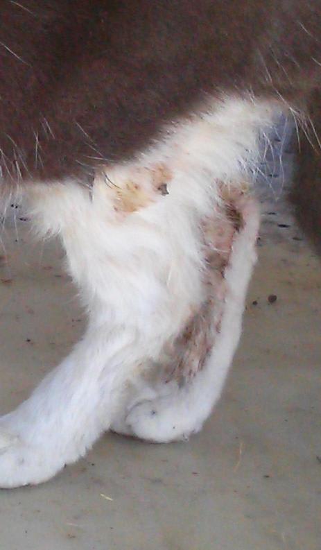 Why is my cat itchy with red sores, hair loss, and leg pain? | Petco
