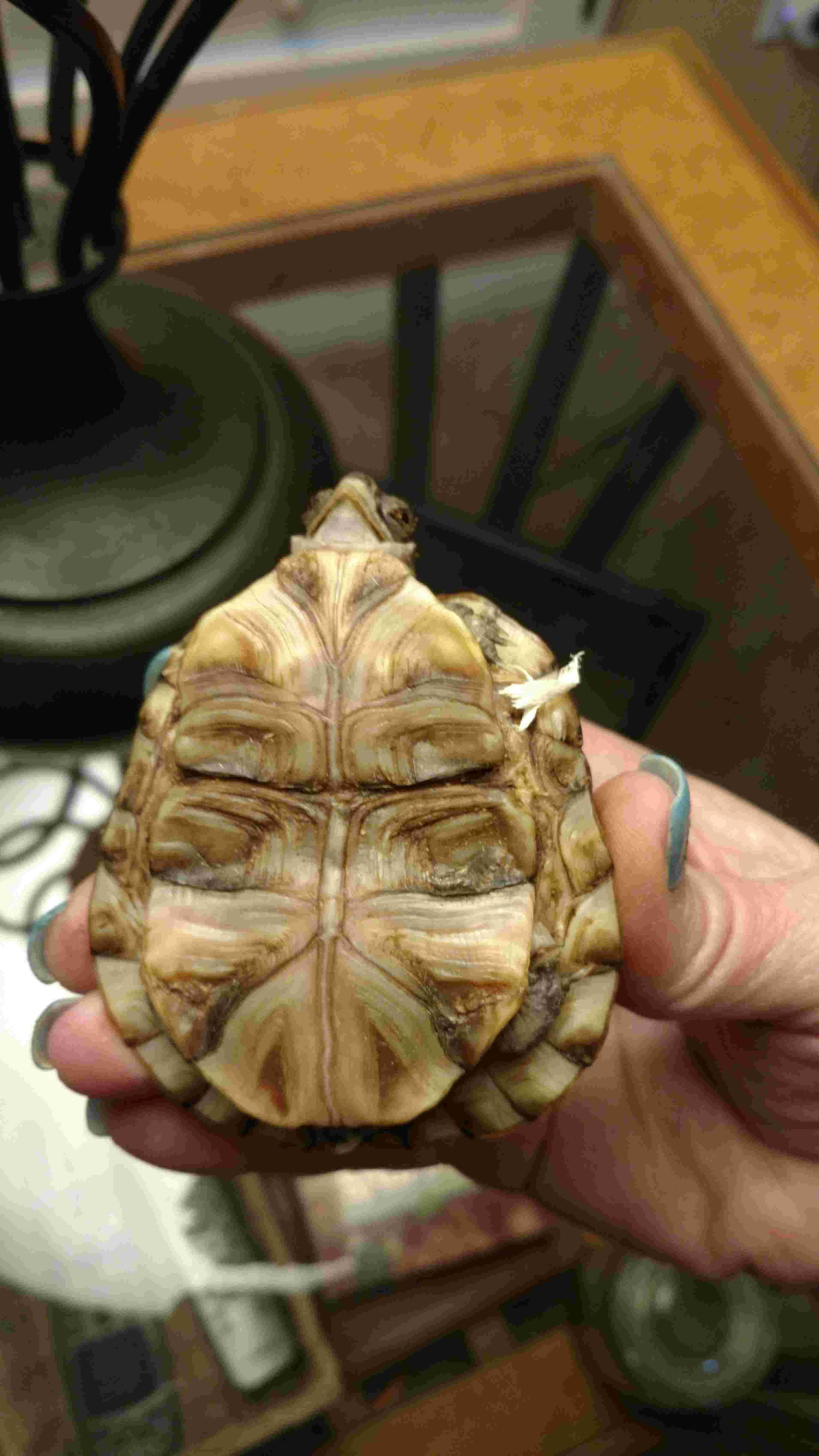 My Turtle's Shell Split? Tank Too Small? Does She Need UVB? | Petco