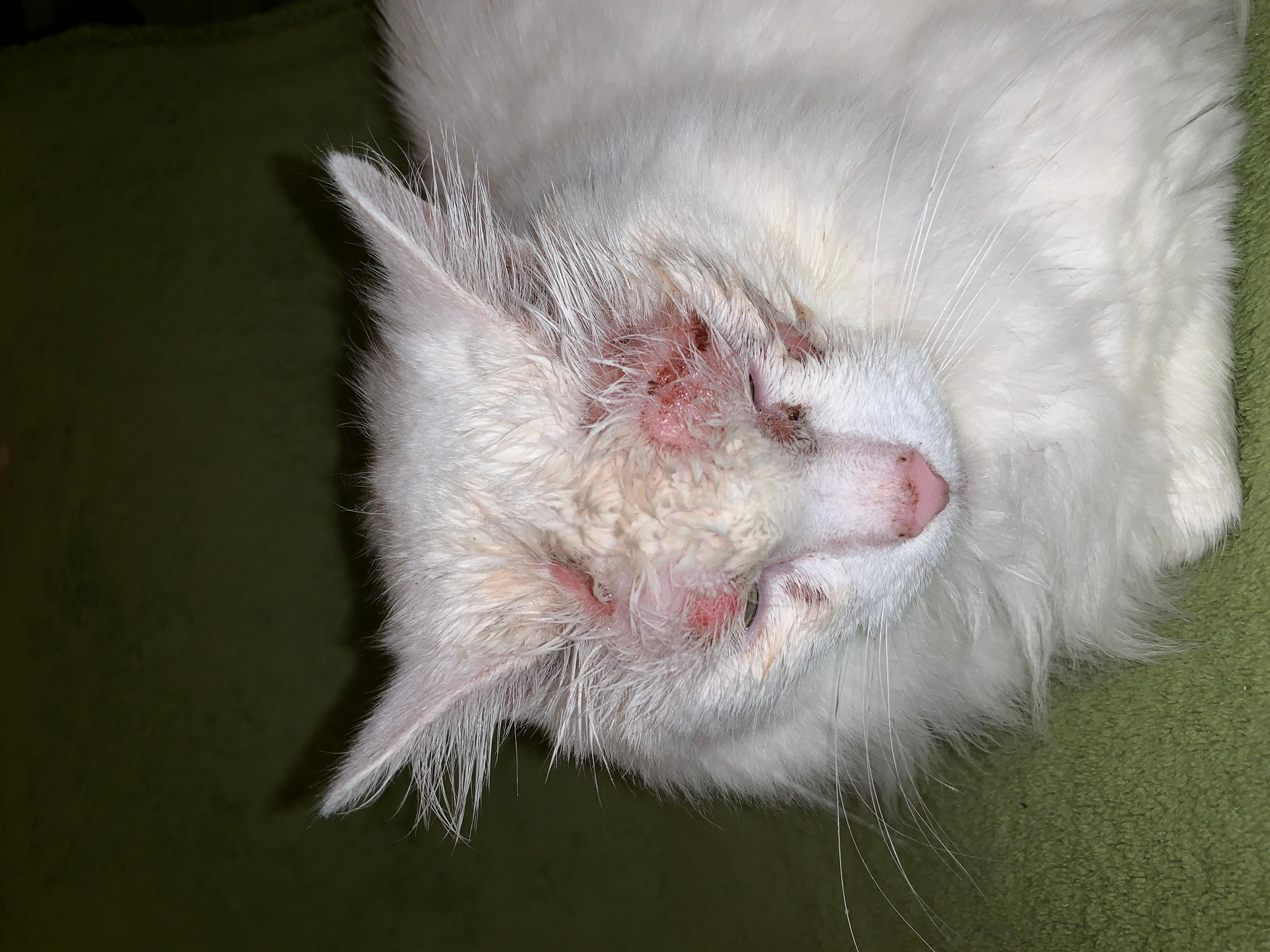 Why is my cat's face rashy & losing fur after a kitten scratch? | Petco