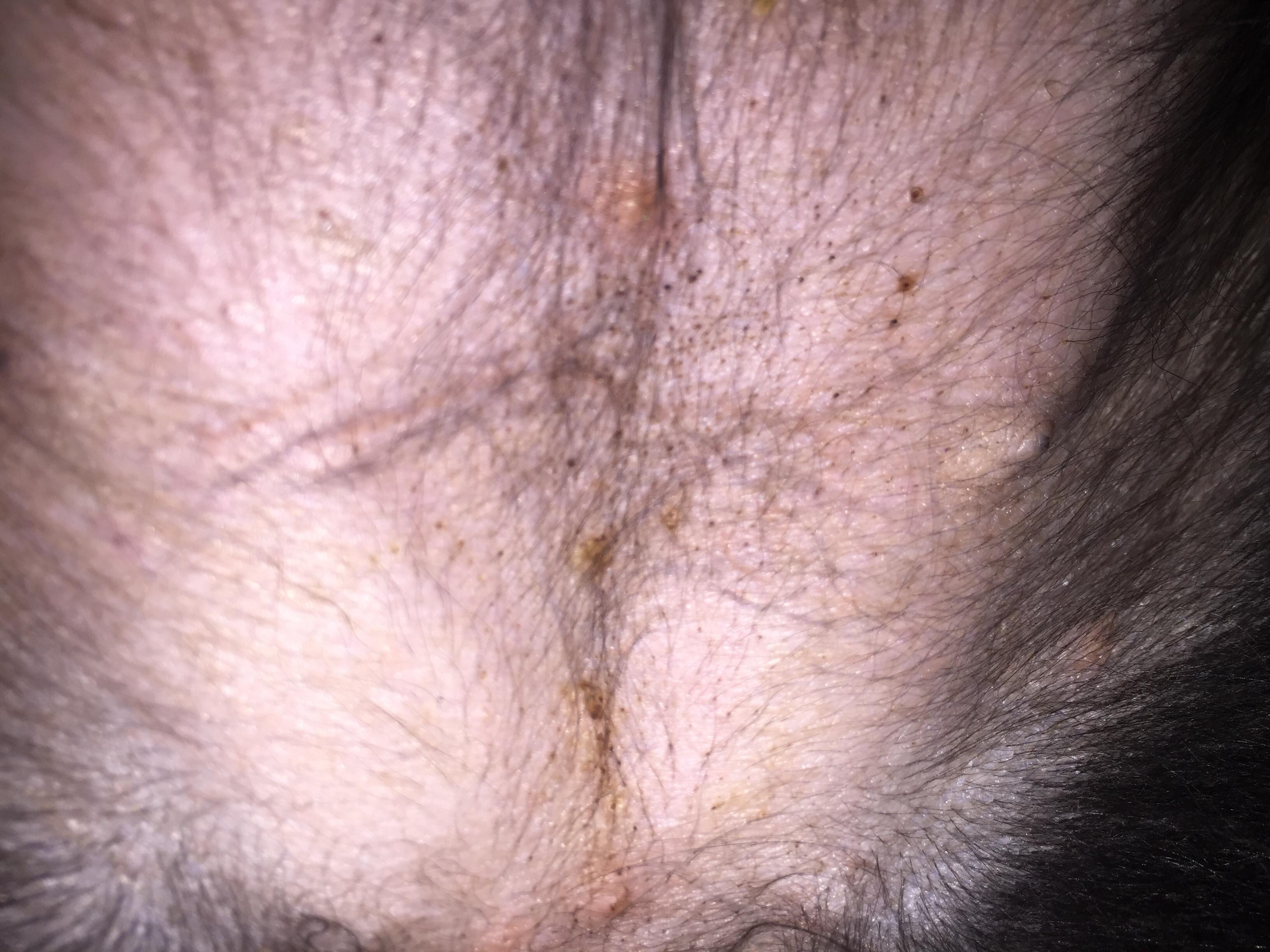 Why does my puppy have little black spots or dots on her tummy? | Petco