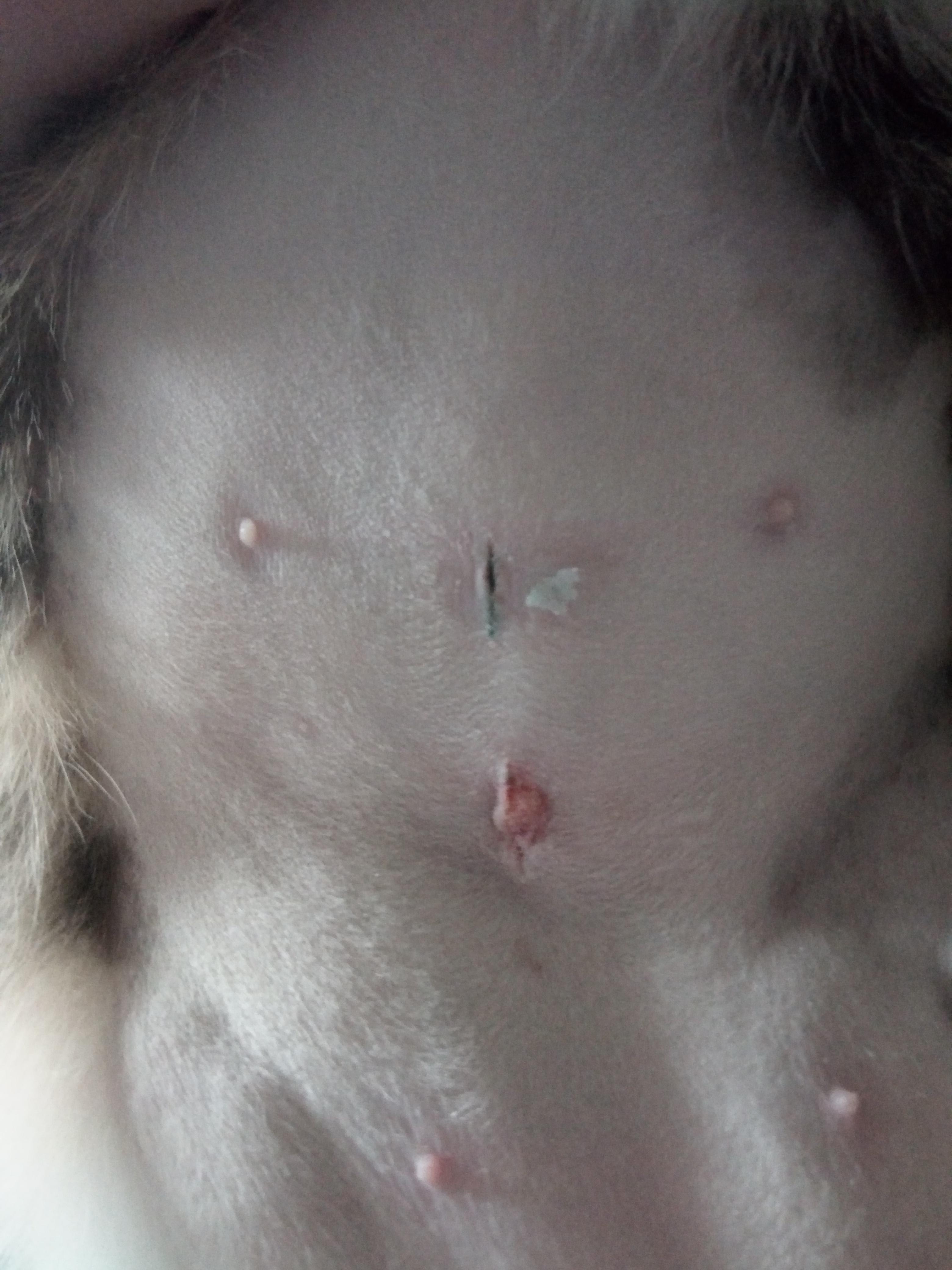 my-cat-s-spay-incision-has-a-bump-is-it-healing-normally-petco