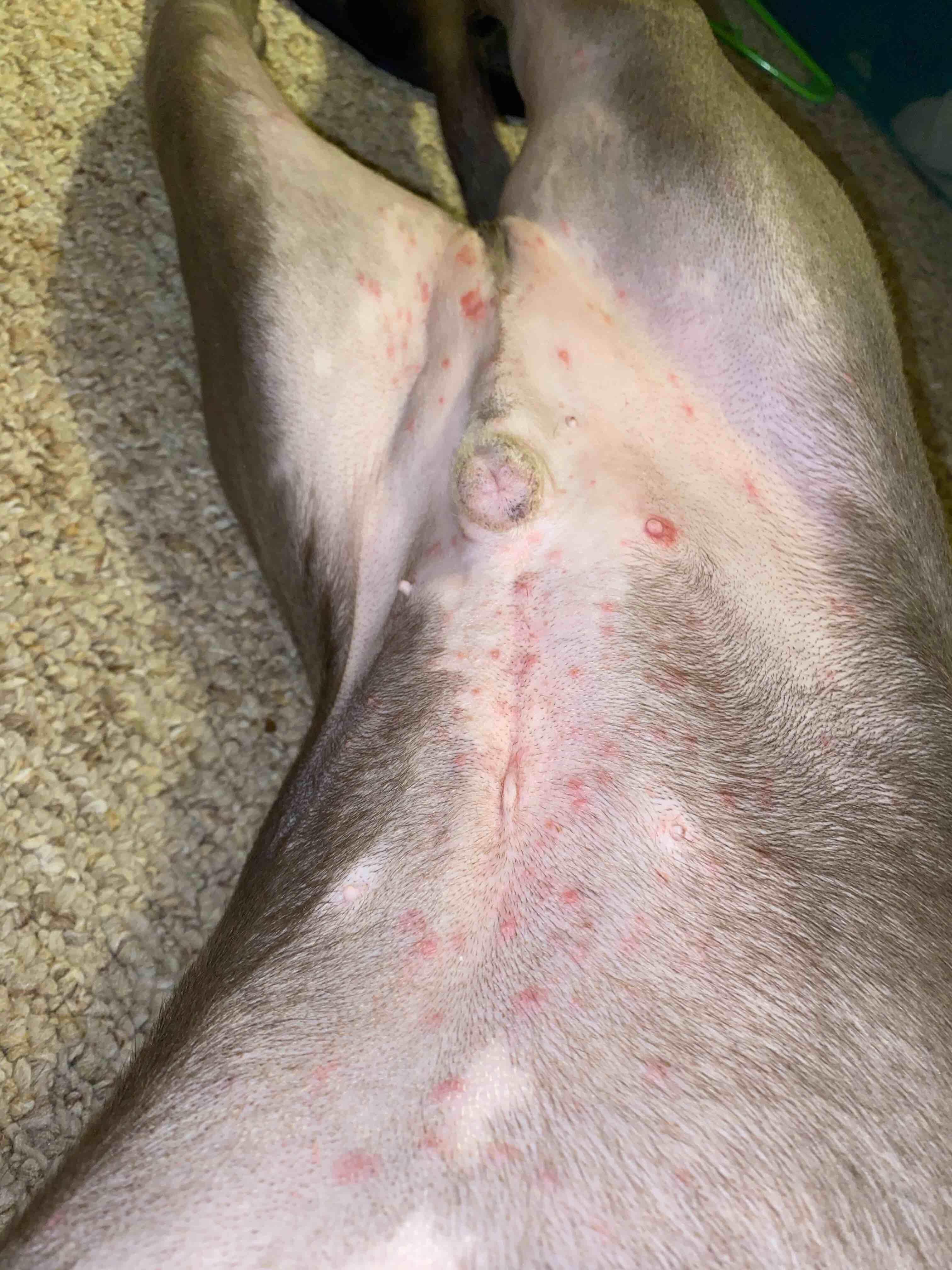 My Dog Has a Skin Rash: Understand Causes & Treat It | Petco