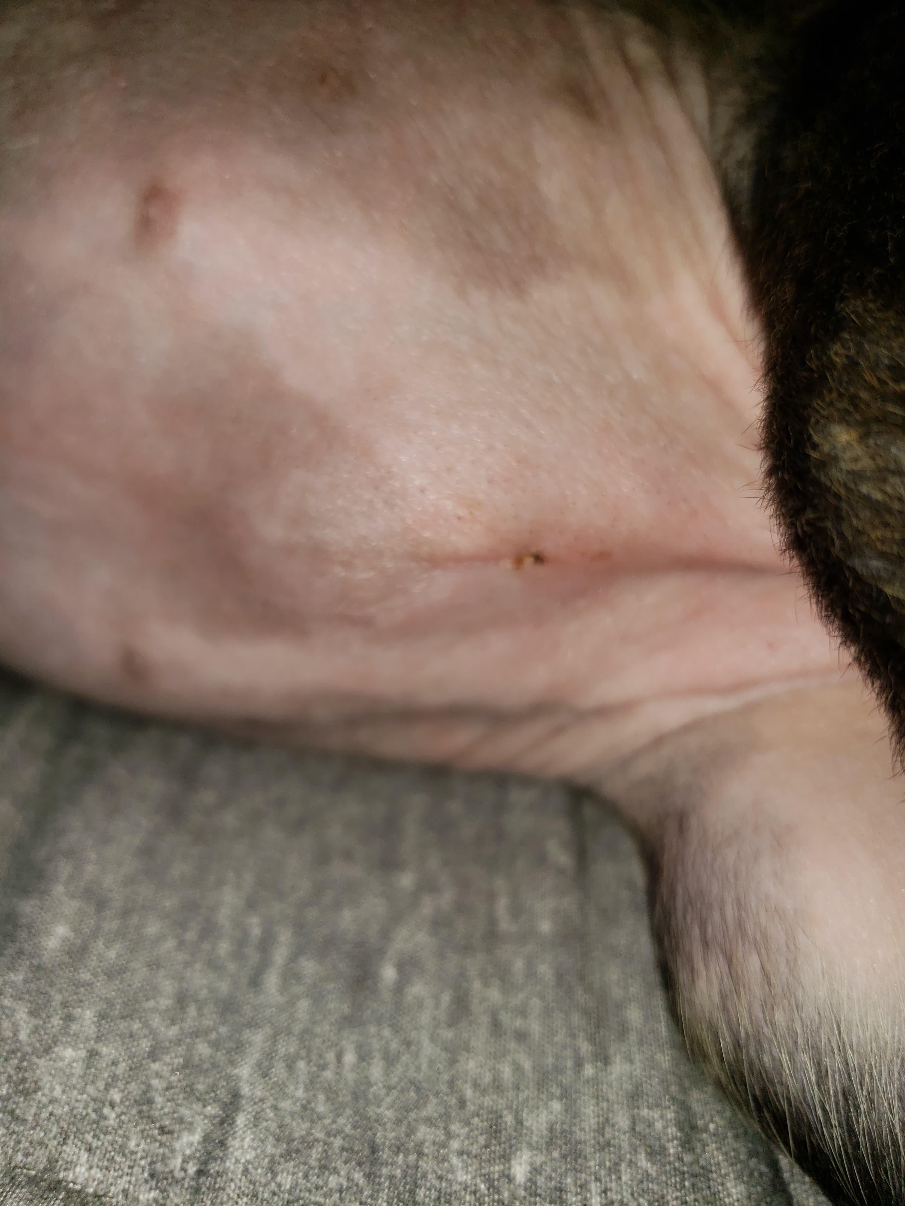 what-is-this-lump-on-my-puppy-s-spay-incision-is-it-normal-petco