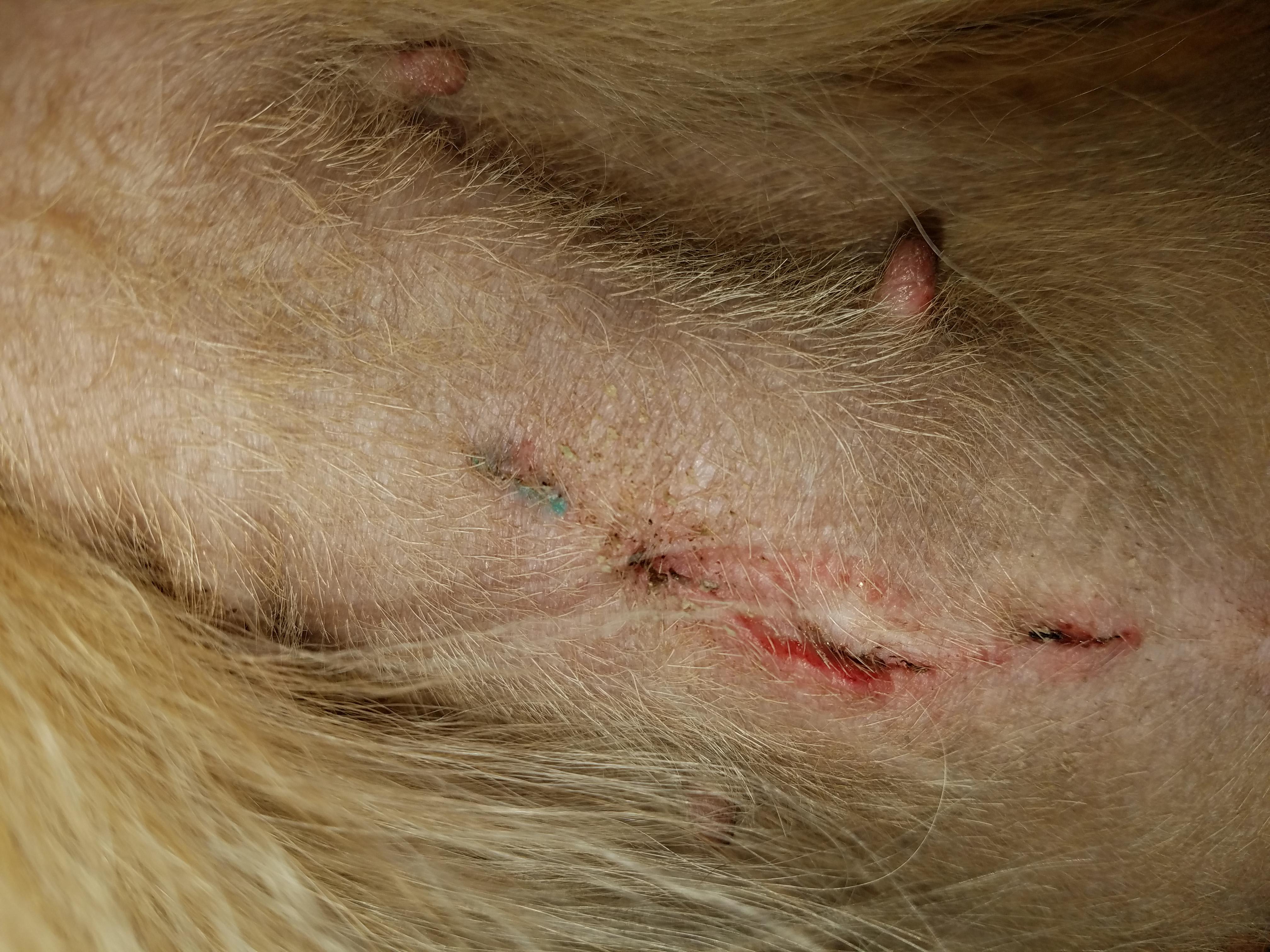 My Dog Just Got Spayed: Incision Healing or Infected? | Petco