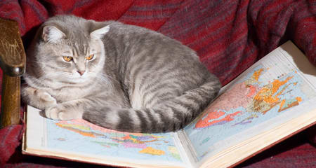 4 Reasons Not to Travel with Your Cat