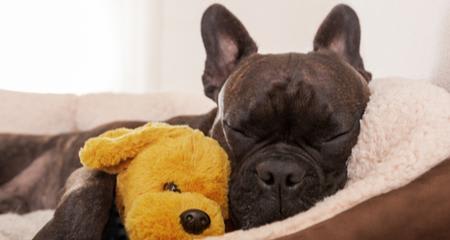 Here's How to Know When to Toss Your Dog's Beds, Bowls or Toys