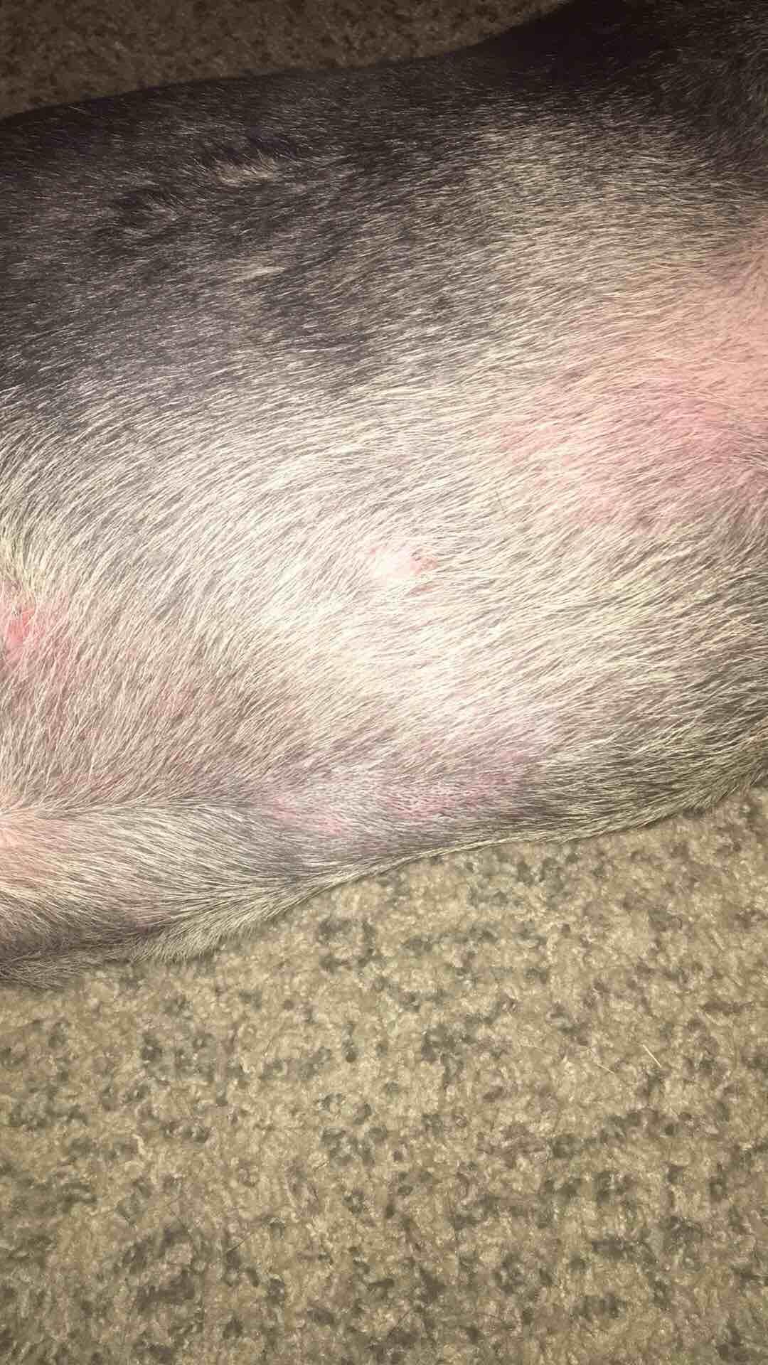 View of Dog's Itchy Rash on Stomach, Legs, Armpits? Benadryl Failed? | Petco