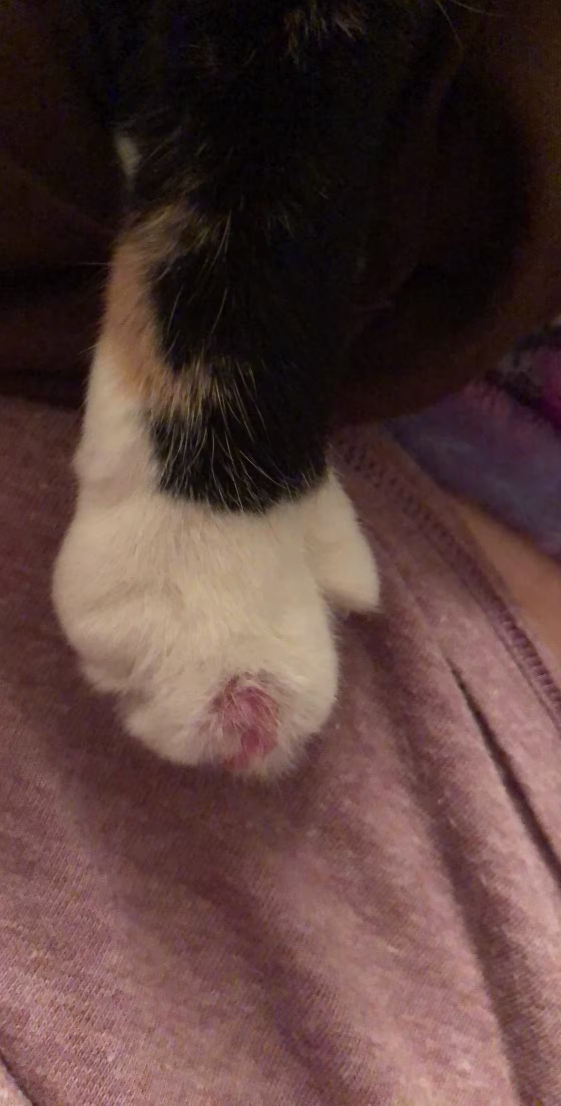 Cat's Toe Swollen & Red But She Seems Fine: Vet or Wait? | Petco