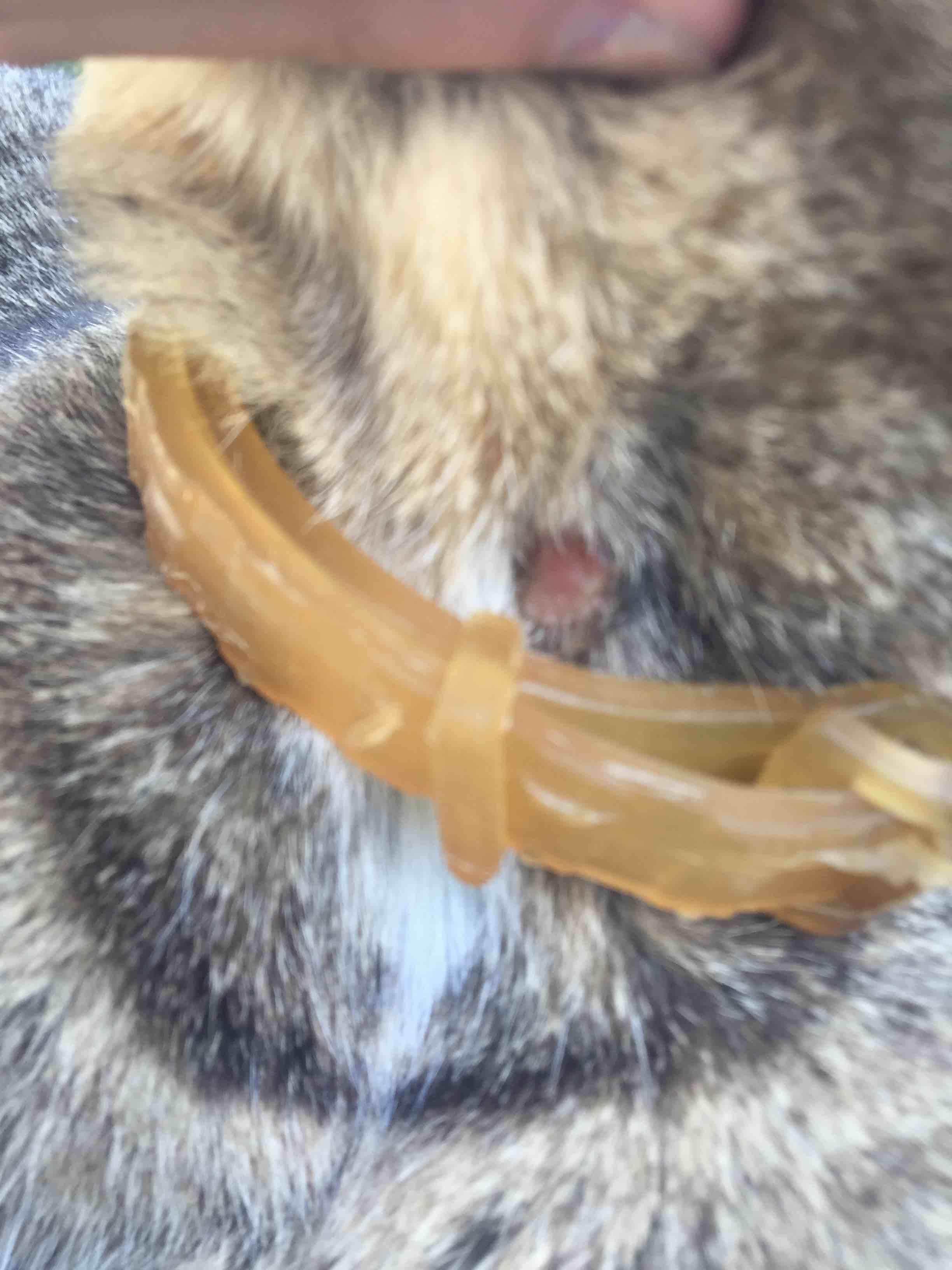 Curated visual reference: Fresh Look at Cat S Raw Neck From Flea Collar Heal Prevent Irritation
