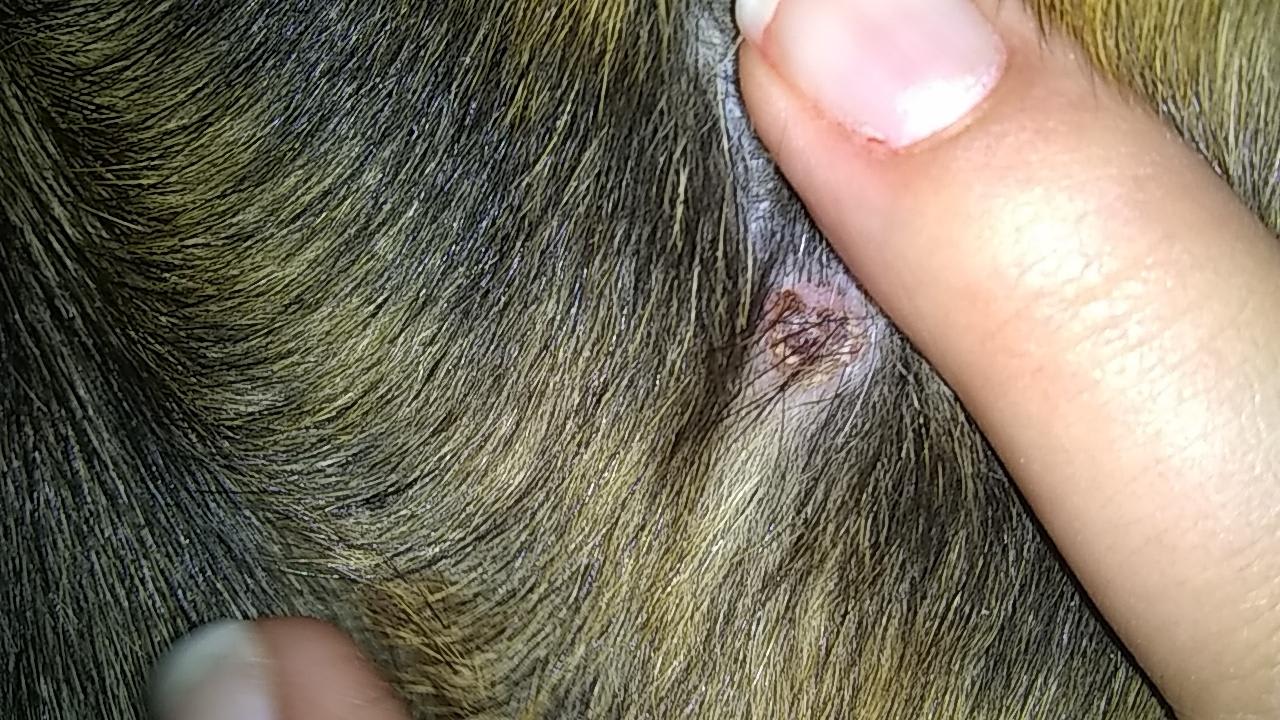 My Dog Has a Red Scabby Bump on Rib: Should I Worry? | Petco