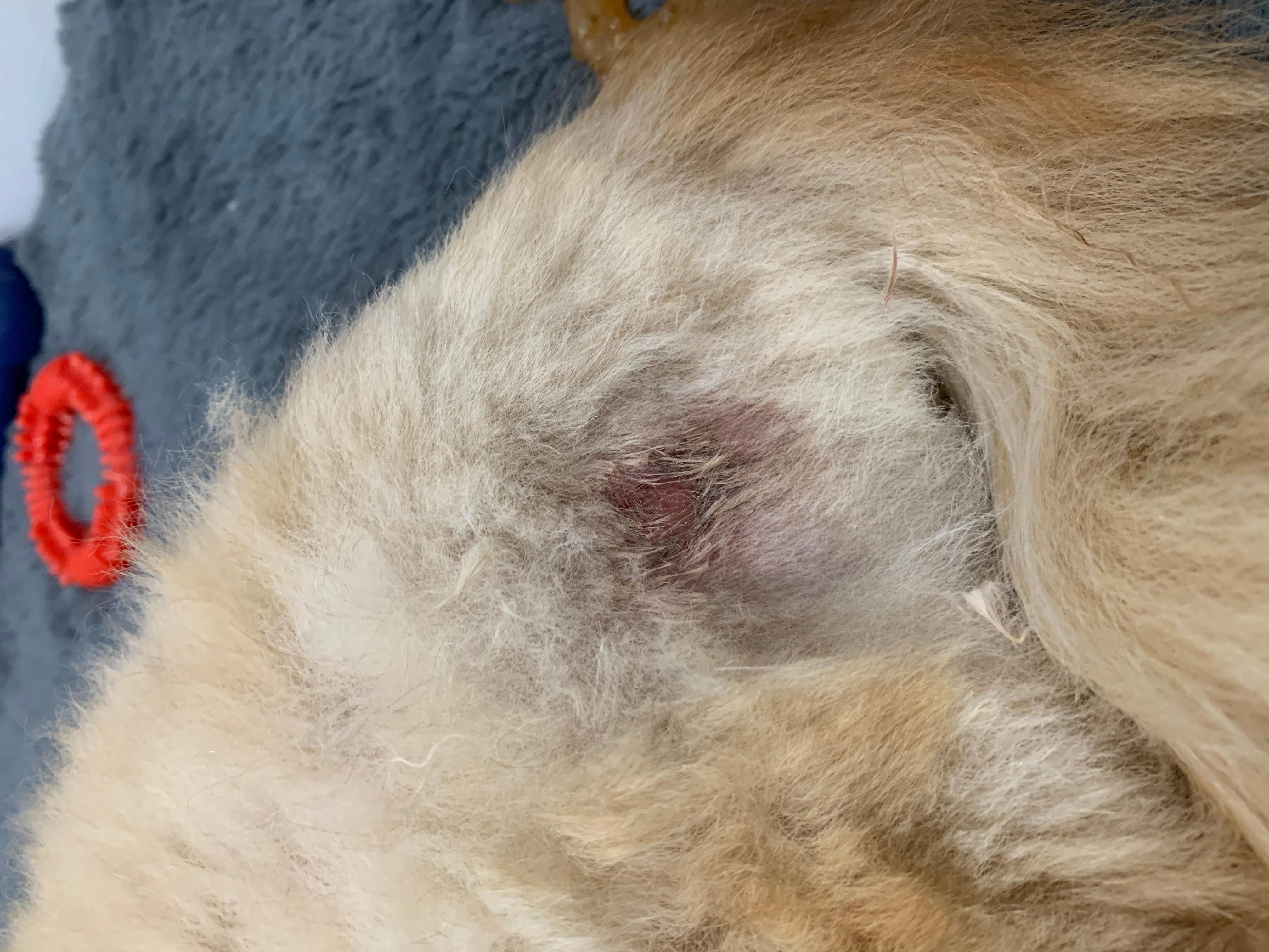 My Dog Has A Leg Sore Is It Infected When To See A Vet Petco