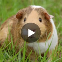 baby guinea pig for sale at petco