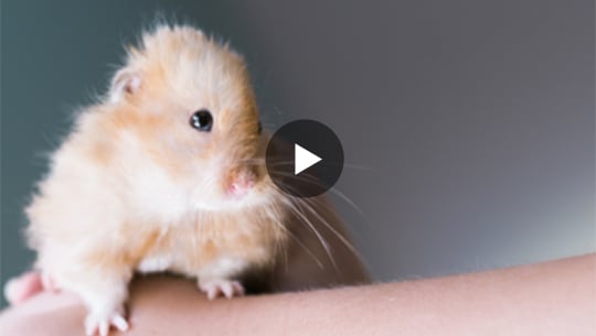 hamsters for sale at petco