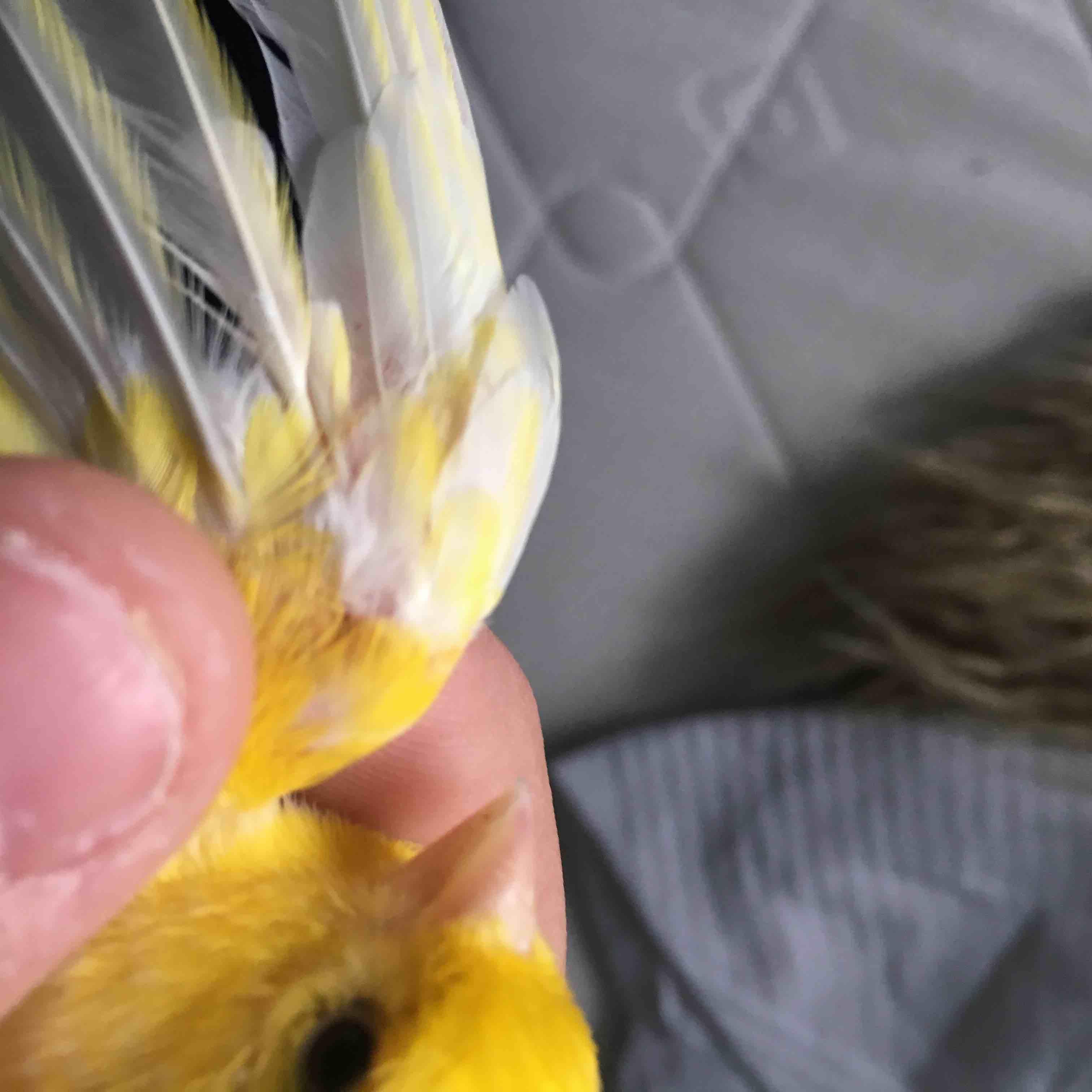 My Molting Canary is Quiet, Inactive, Bleeding Feathers. Why? | Petco