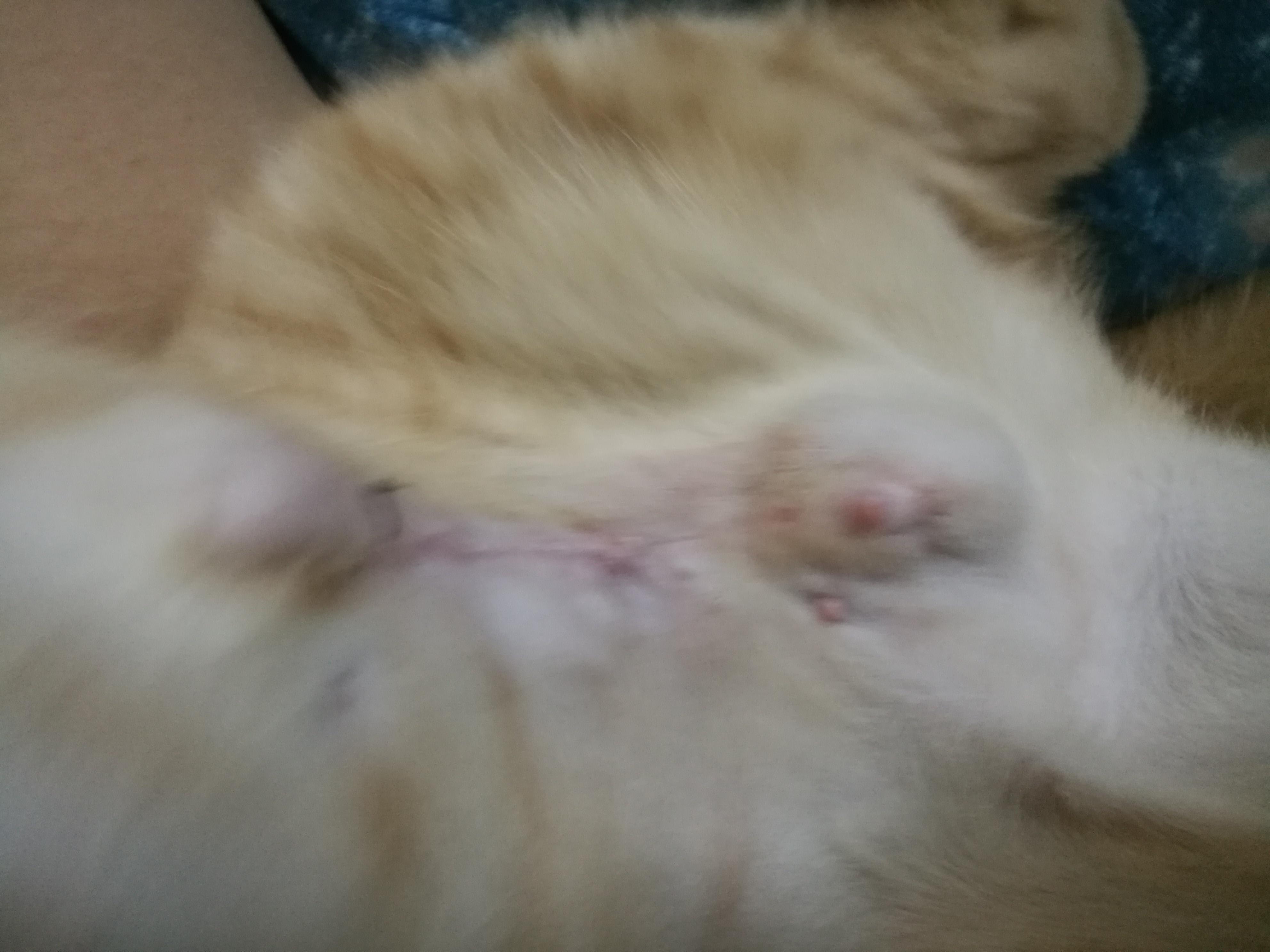 Why is my cat's spay incision lump growing? Is it parasitic? | Petco