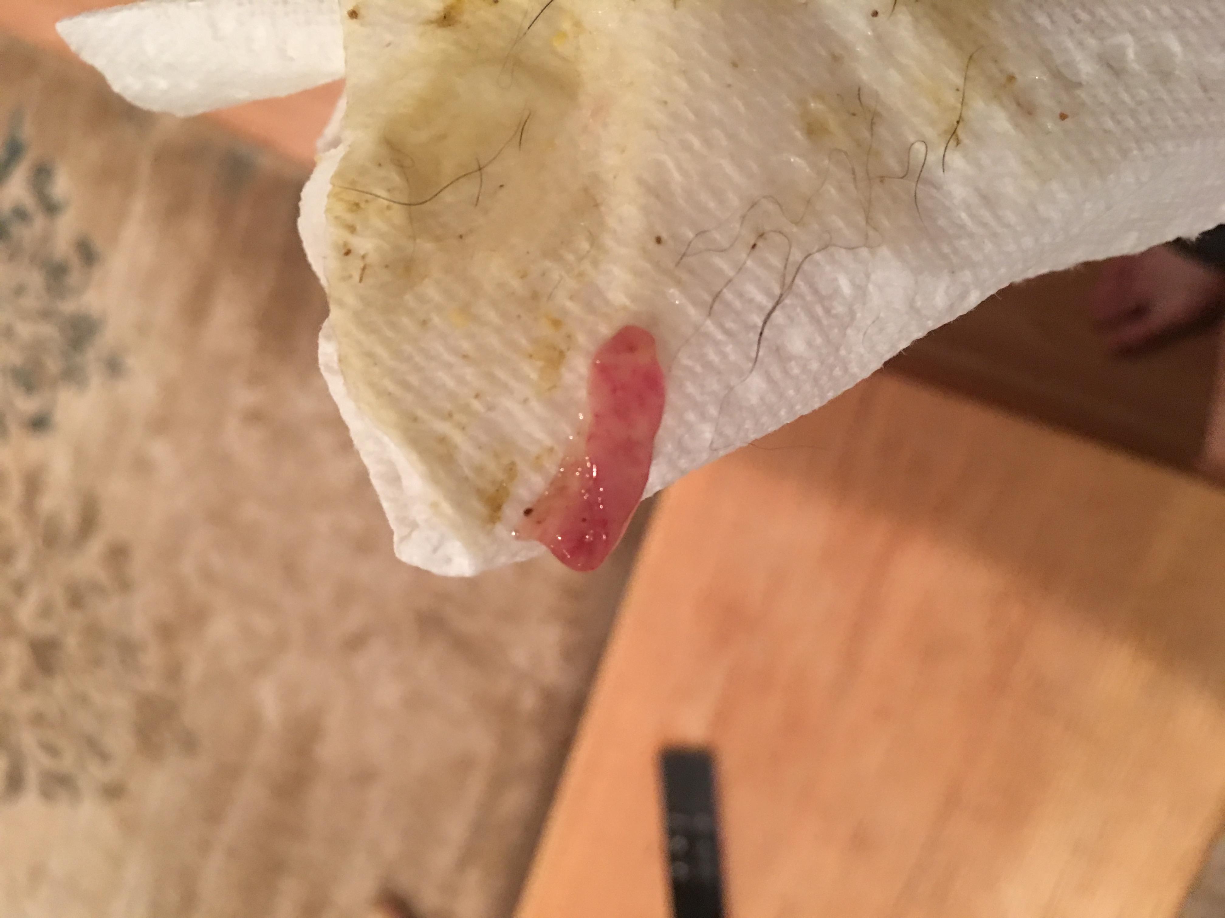 Why is My Dog Puking Up His Food: Top Causes & Quick Solutions