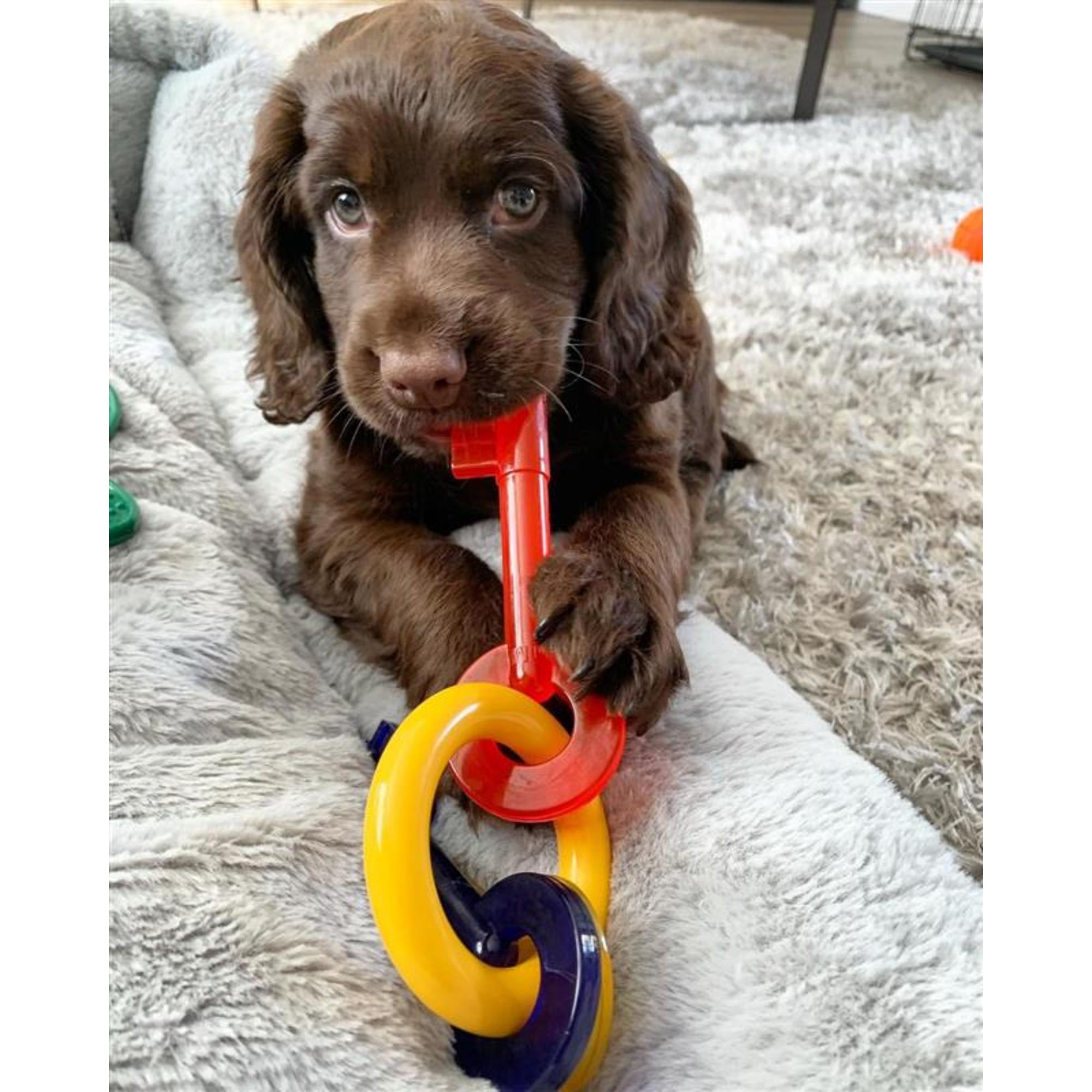 Nylabone 2024 puppy keys