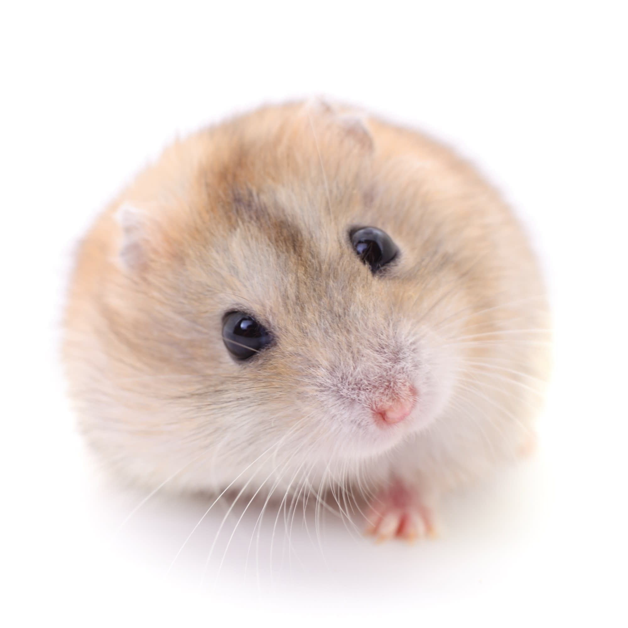 Winter white hot sale hamster price