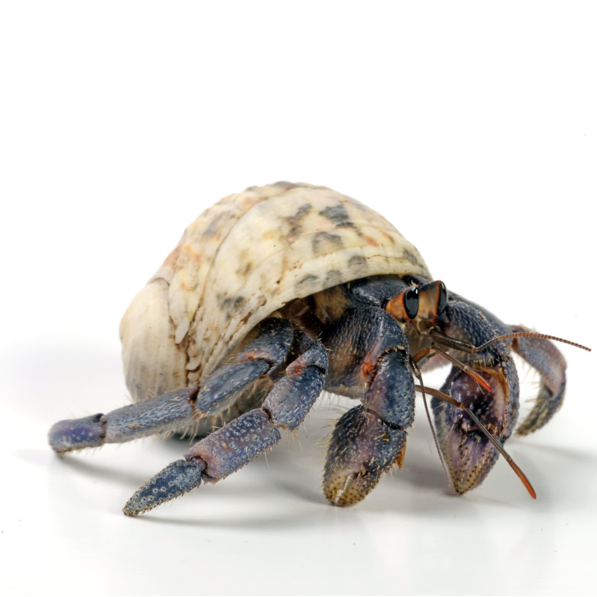 Hermit Crabs for Sale, Coenobita clypeatus