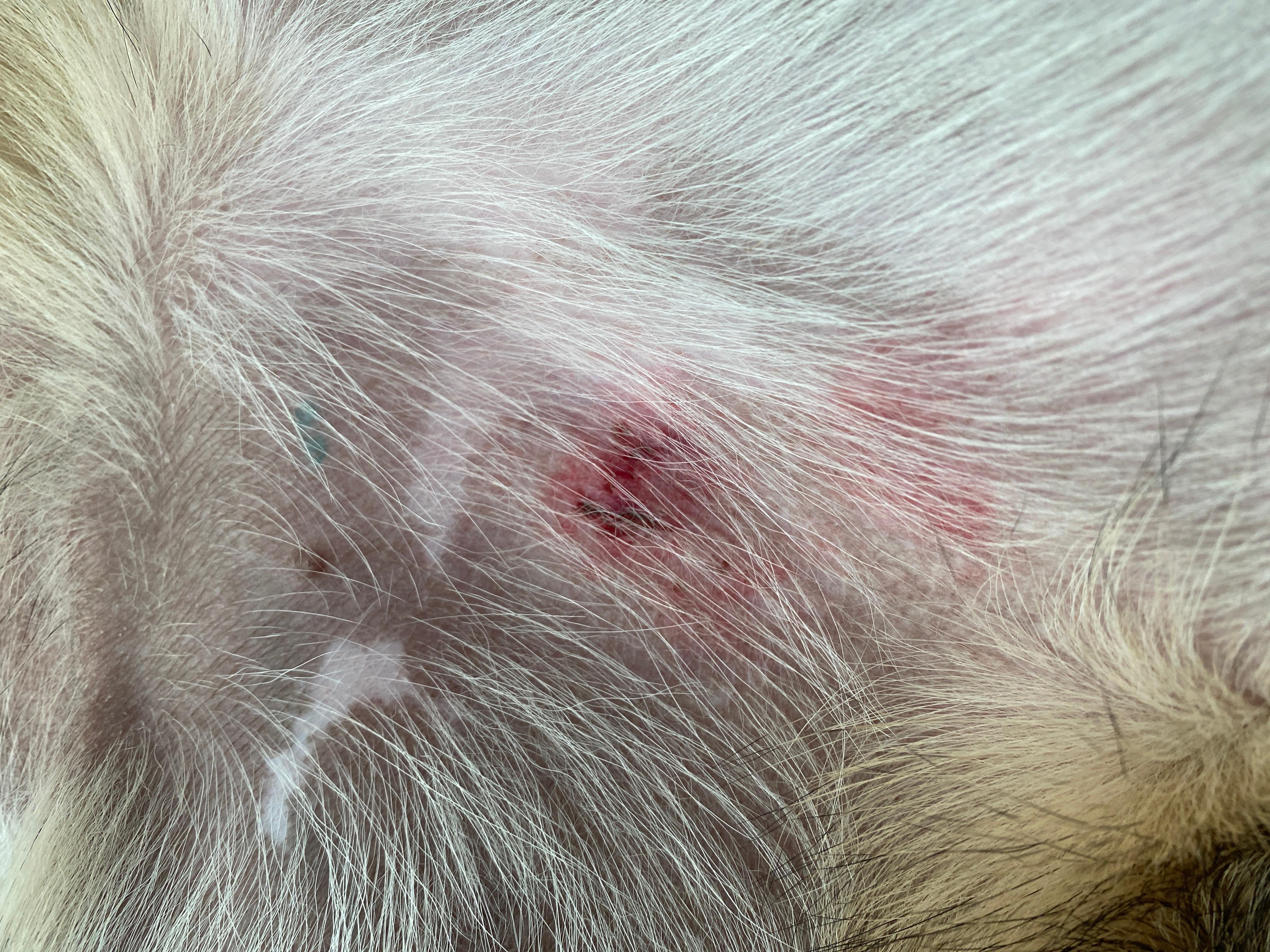 My dog has a wound after park: Treat at home or see a vet? | Petco