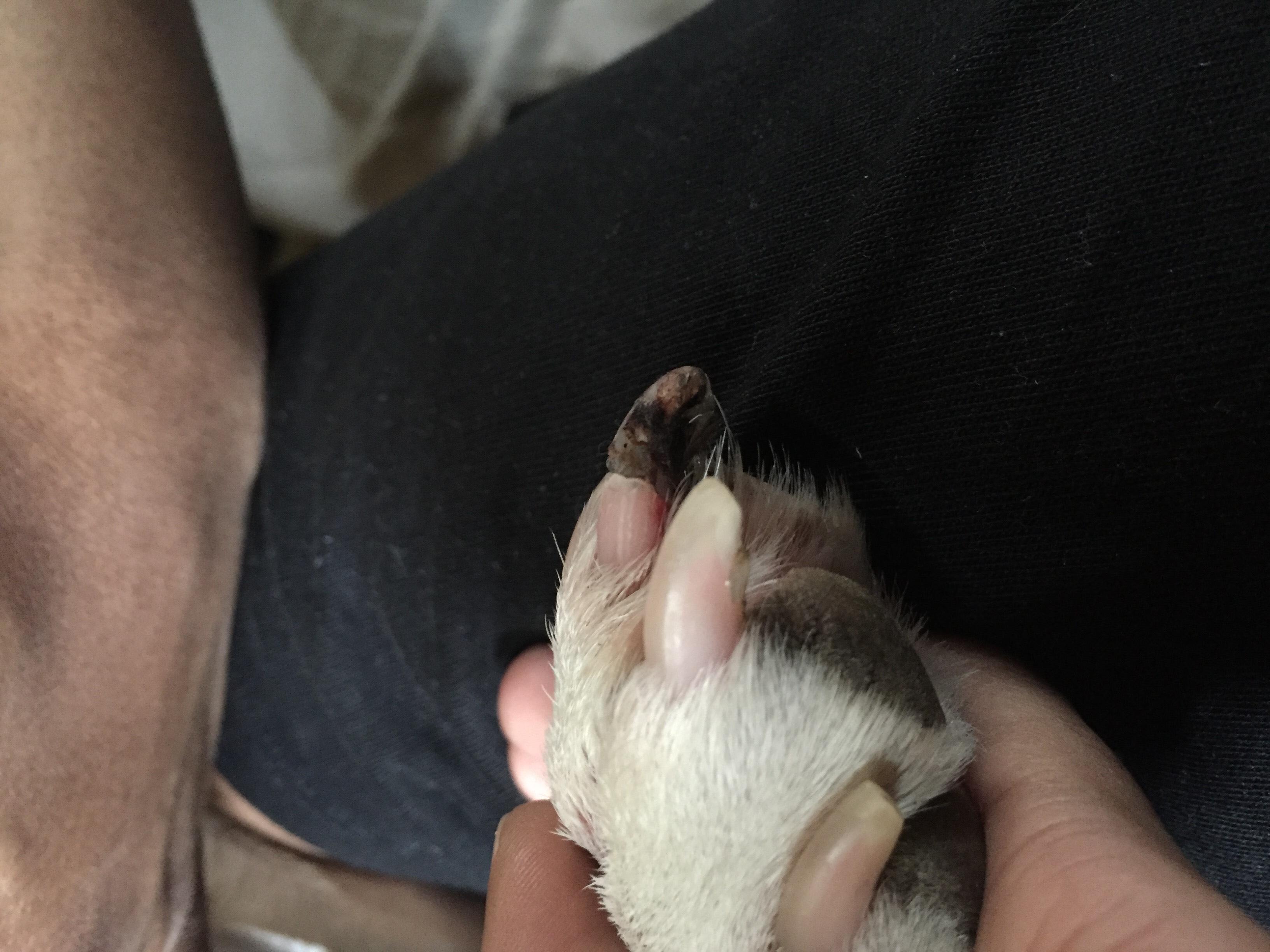 Dog's Nail Split & Limping? Quick Injury? What to Do | Petco