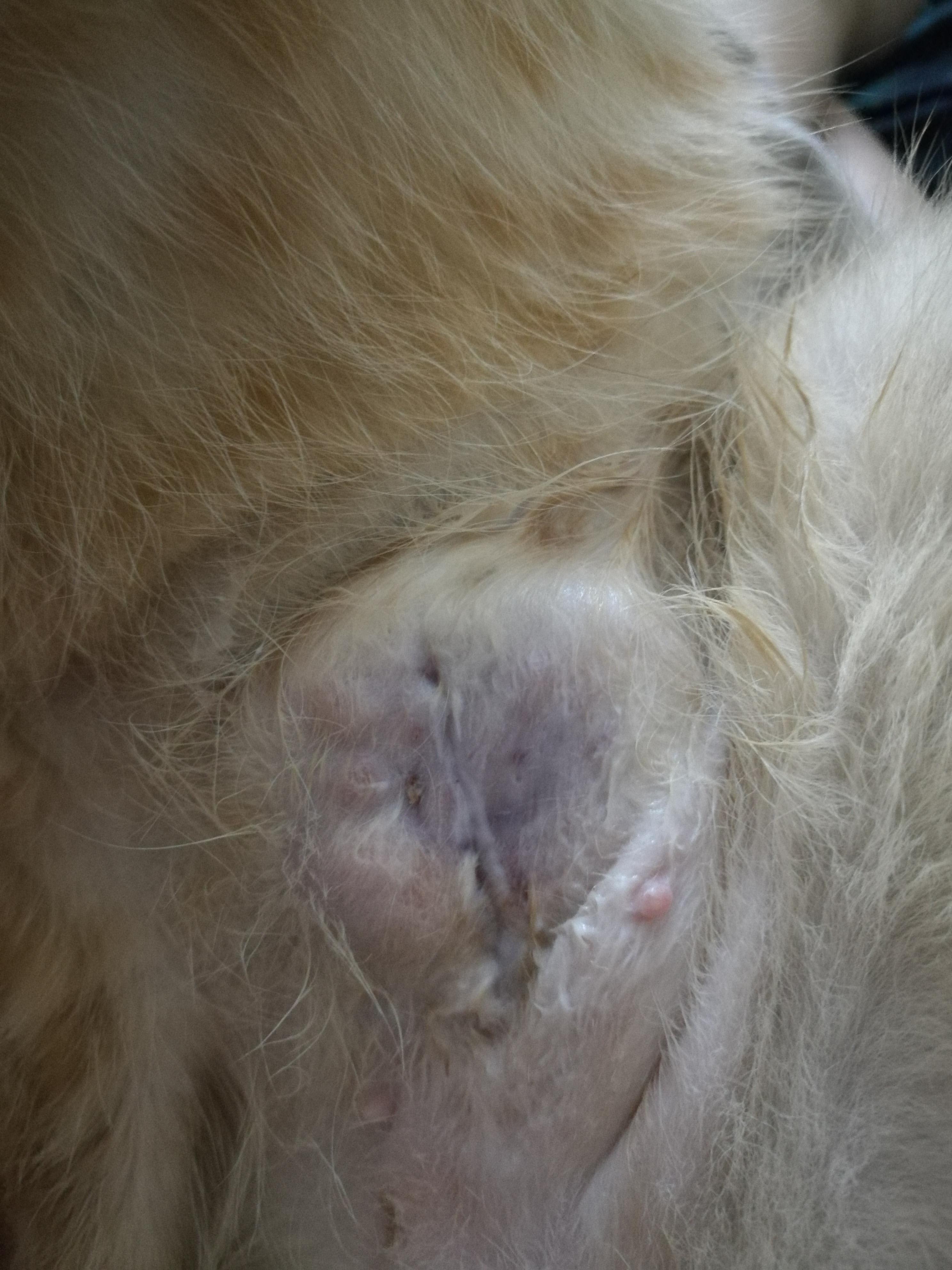 Why is my cat's spay incision lump growing? Is it parasitic? | Petco