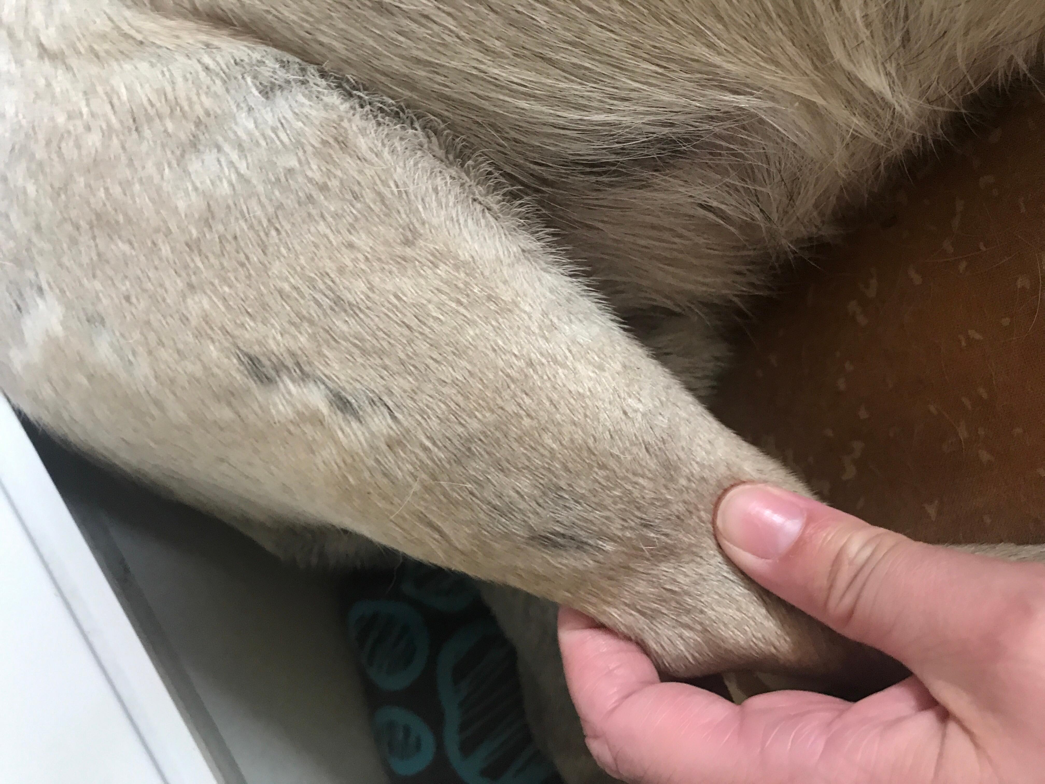 My Pug Has Itchy Skin, Fur Loss, Black Scabs. Is It Skin? | Petco
