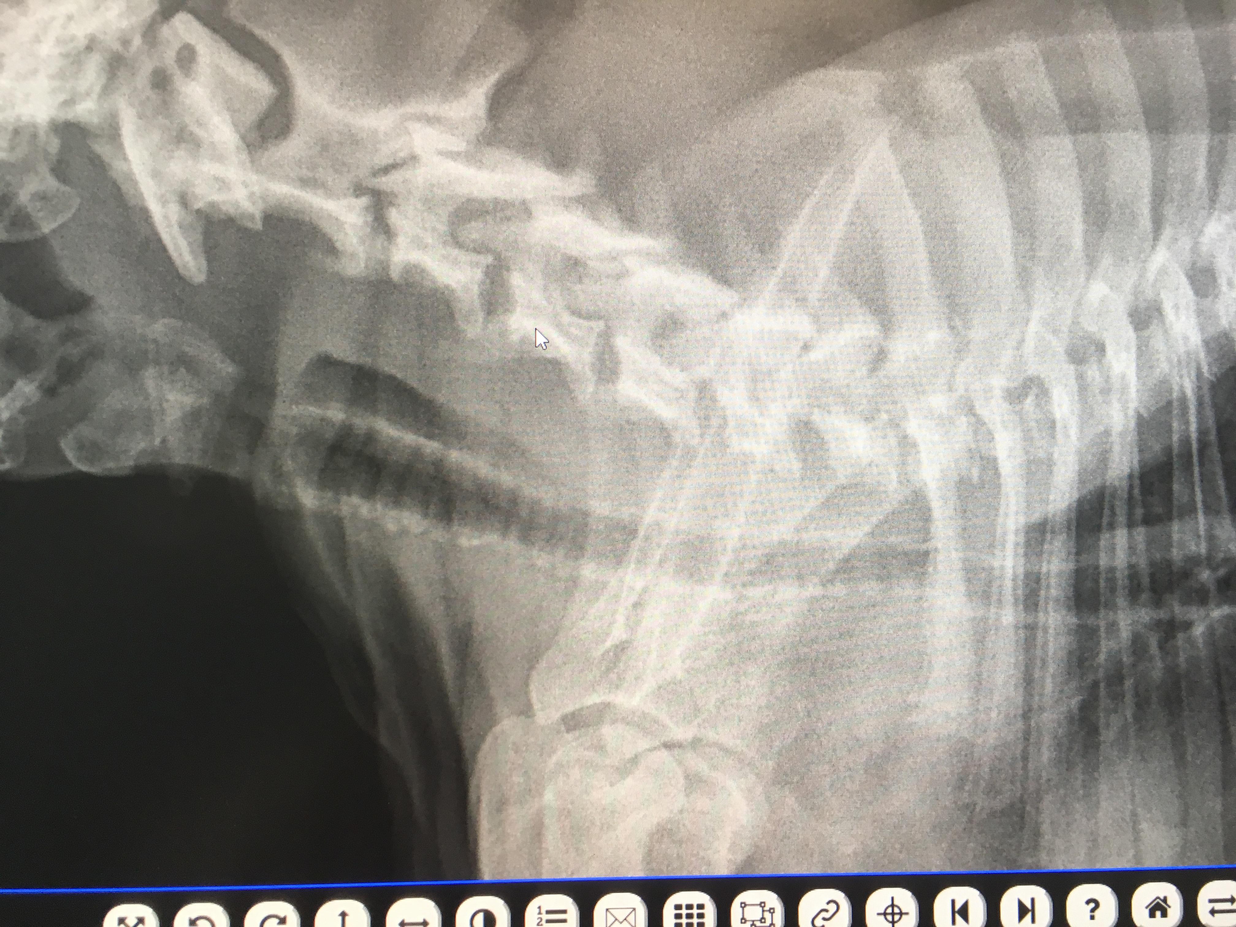 Curated visual reference: Canine Labored Breathing Reference: Dog Labored Breathing Common Tracheal Surgery Mineralization Causes