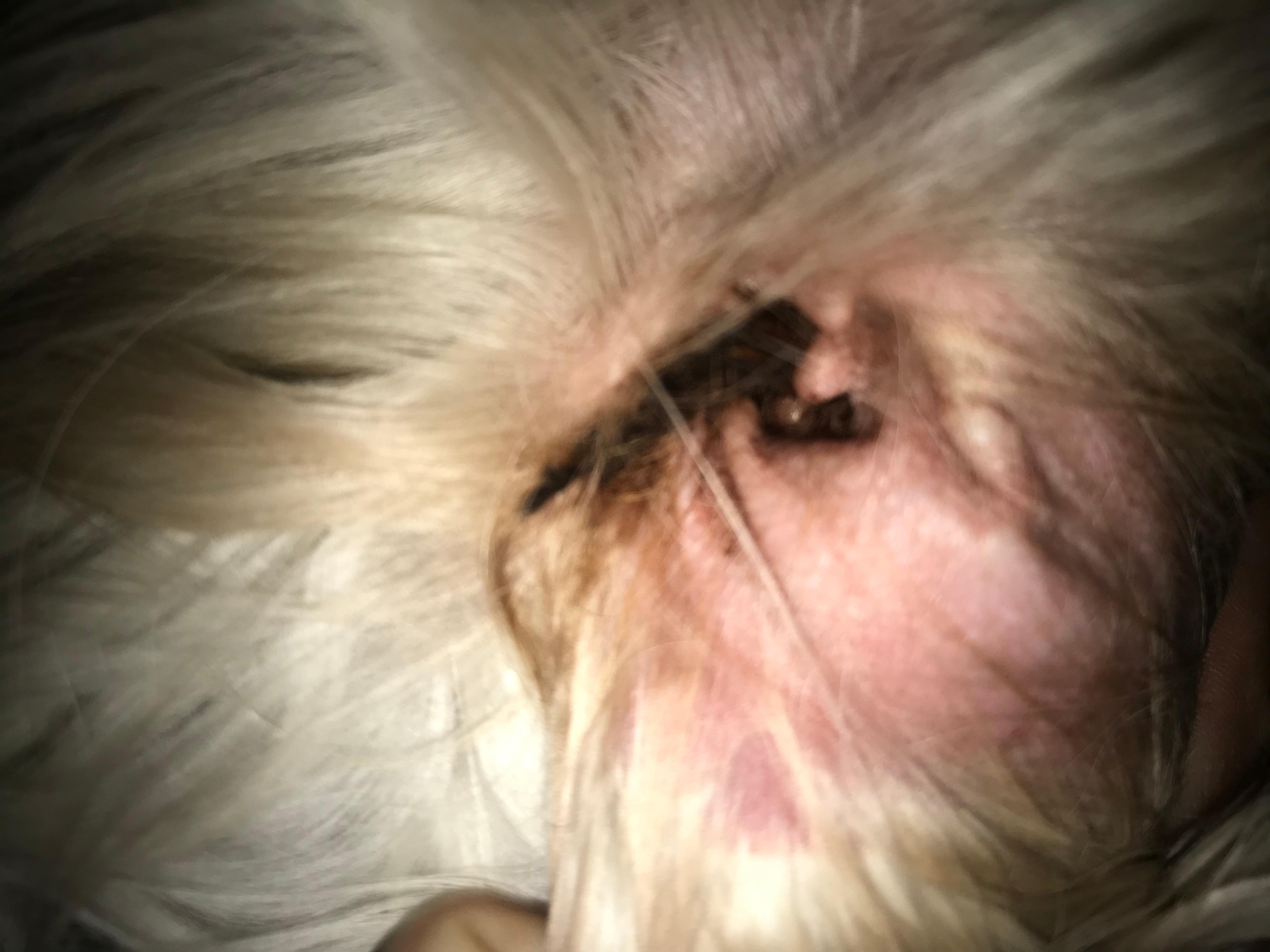 dog-has-black-ear-gunk-liquid-shakes-head-mites-or-infection-petco