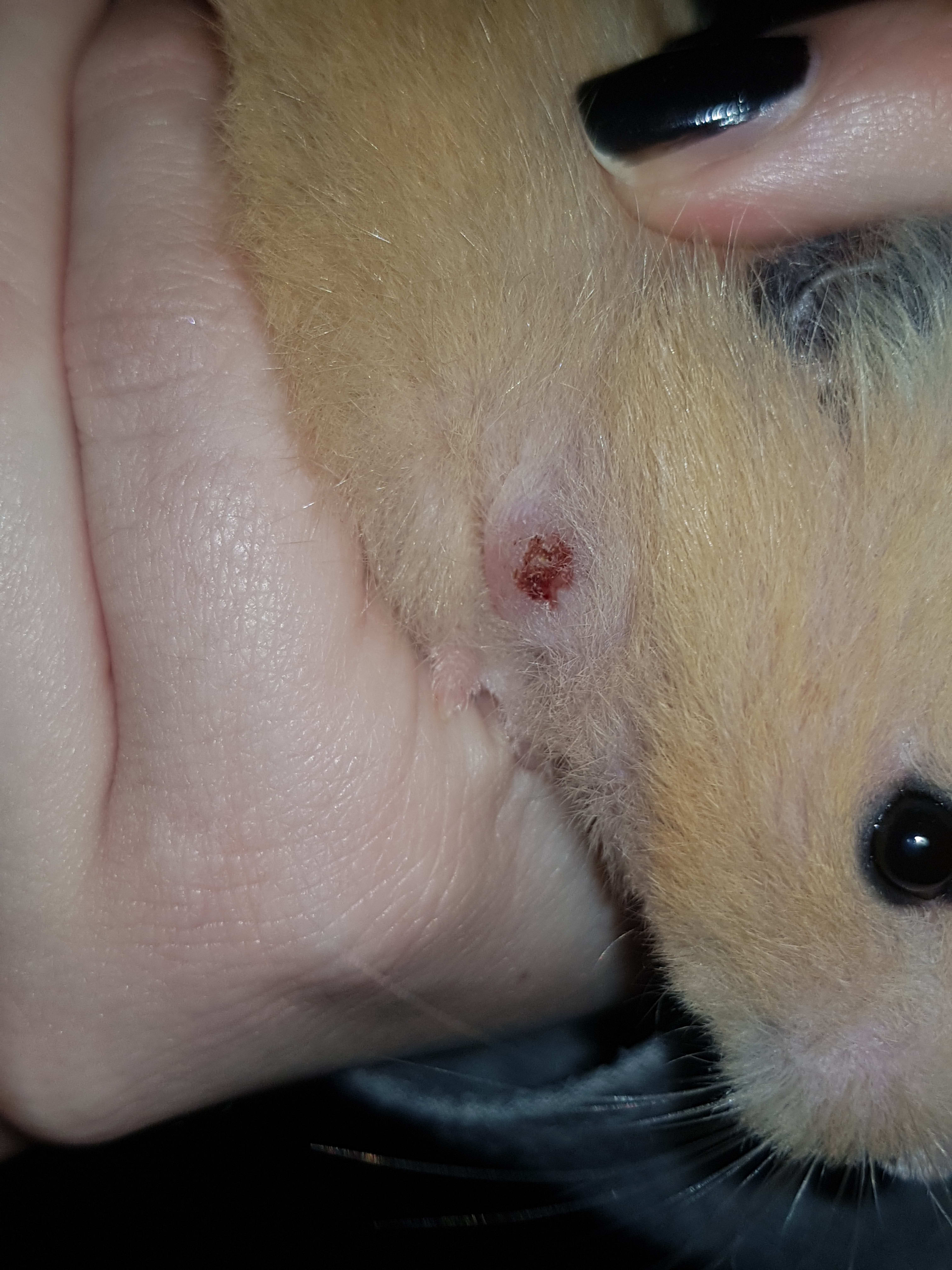 Hamster has sores, losing fur, shaking. Should I put her down? | Petco