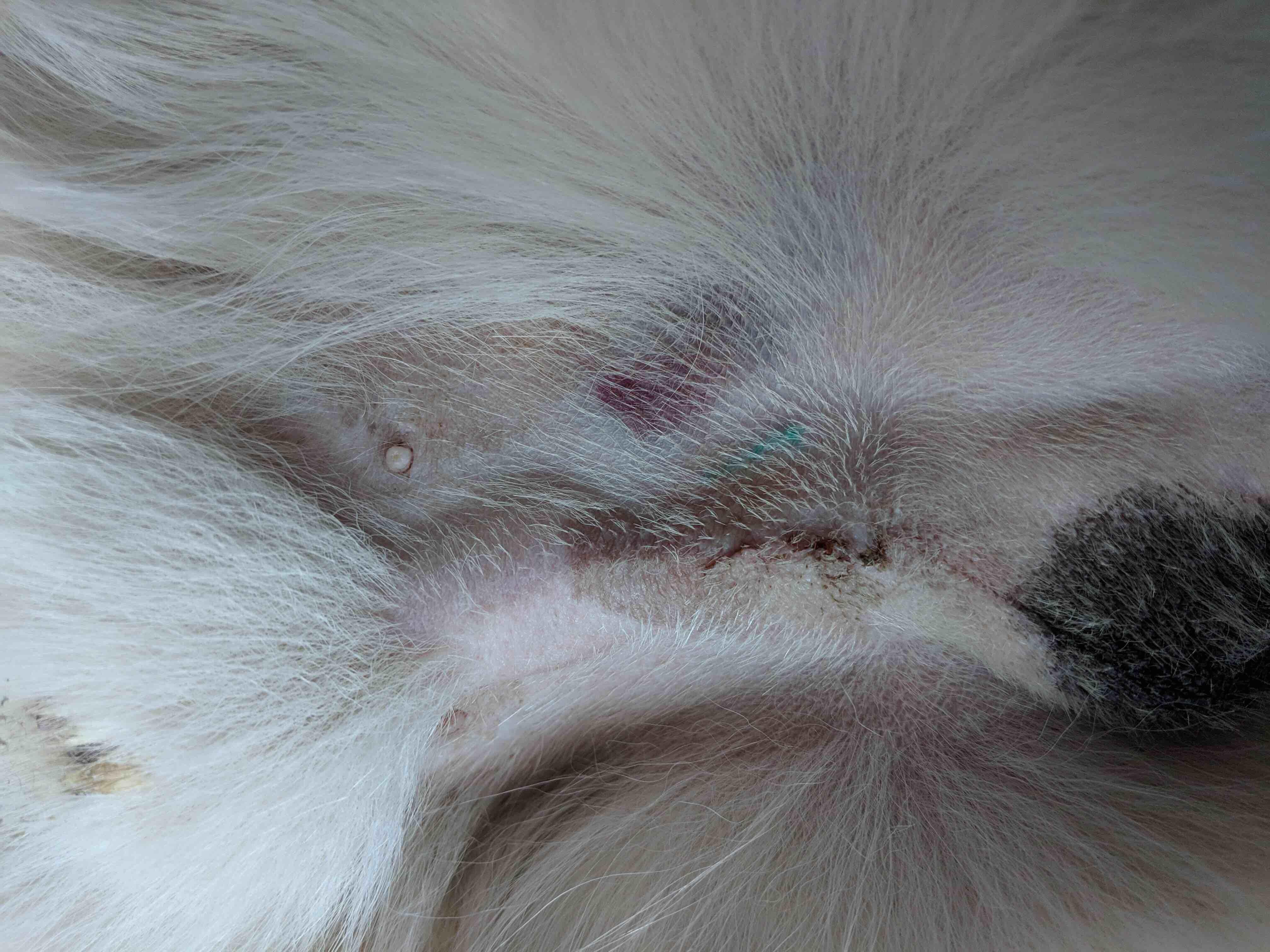 My dog has a red patch near his neuter incision. Should I worry? | Petco