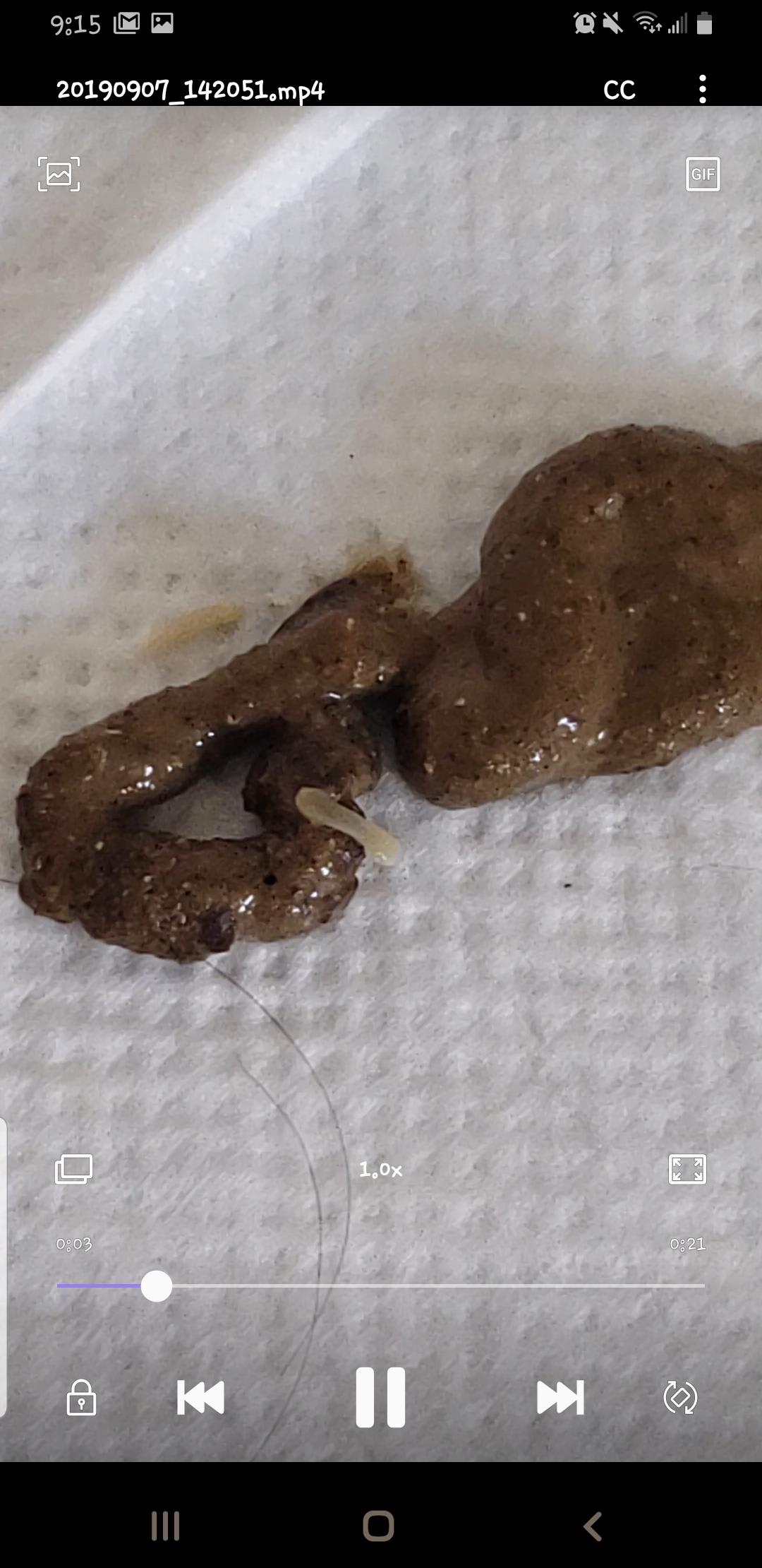 Puppy Has Worms in Poop? What to Do & Are They Contagious? | Petco