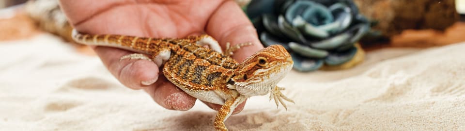 Why (and How!) to Play With Your Bearded Dragon