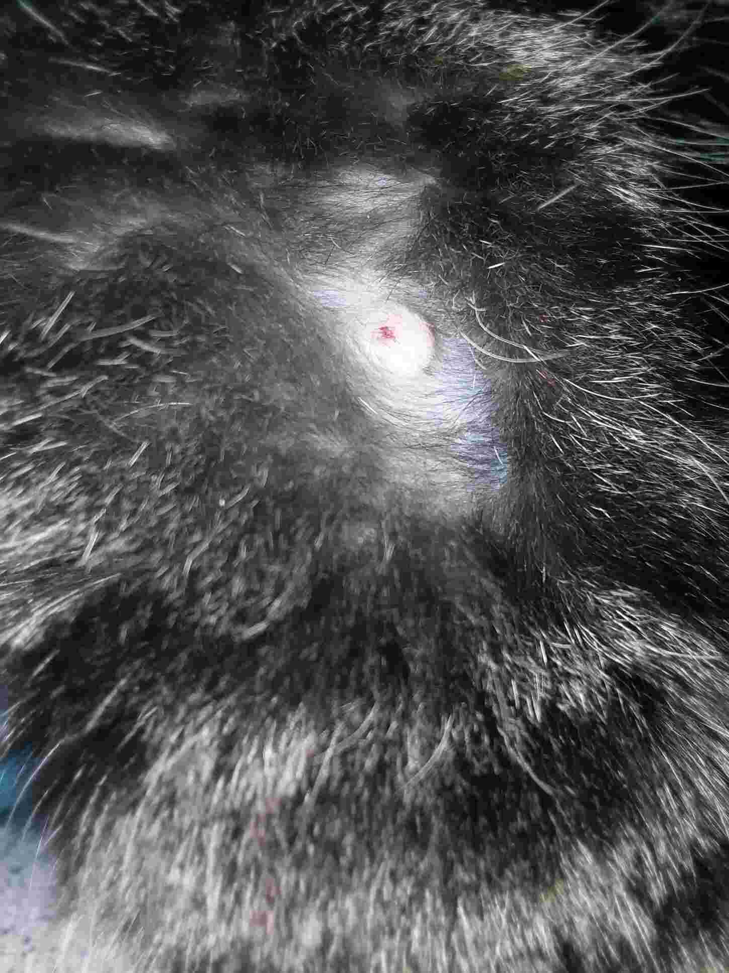 My cat has a wound from fighting. When should I see a vet? | Petco