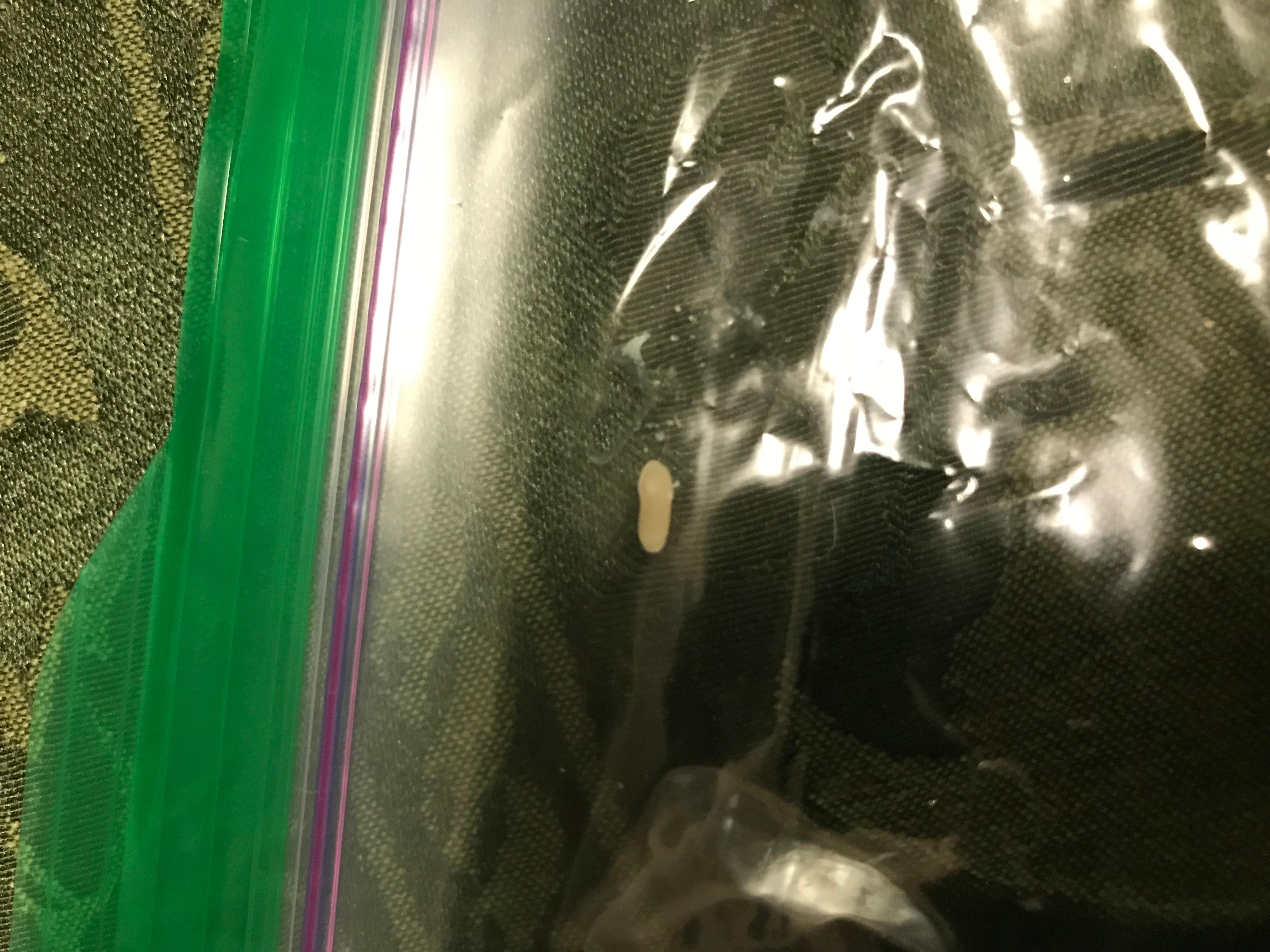 What are rice-like segments in your puppy's fur & poop? | Petco