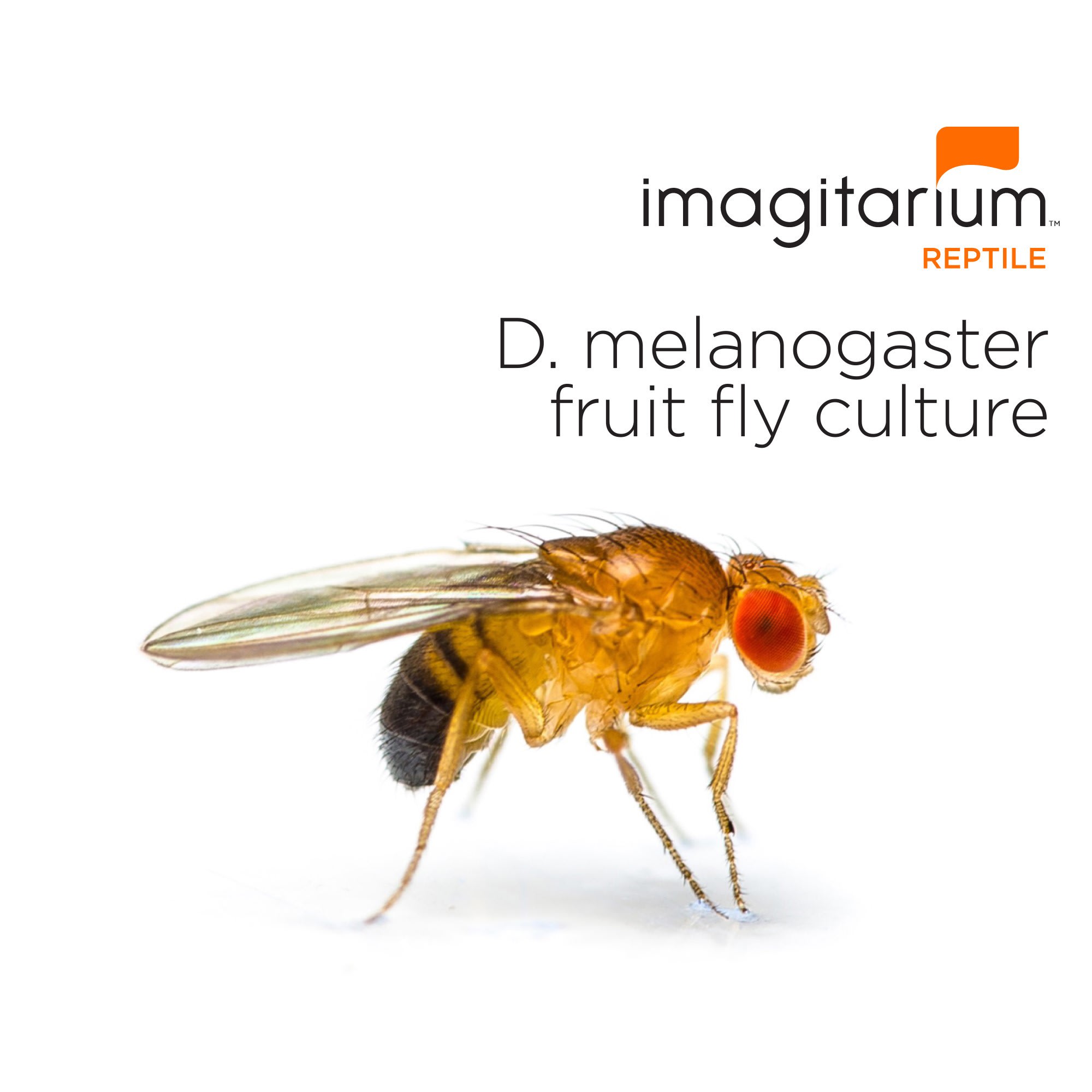 Flightless Fruit Flies D. melanogaster Pack of 4 Petco