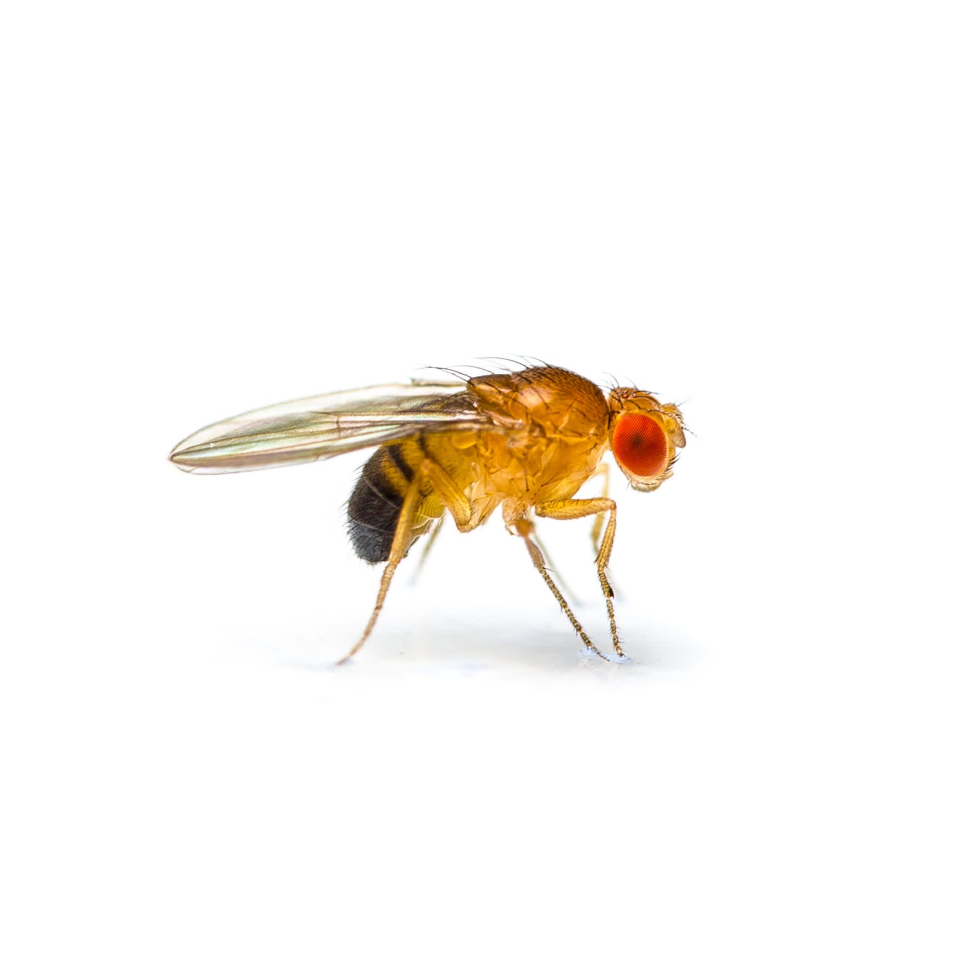 Fruit flies in guinea hotsell pig cage