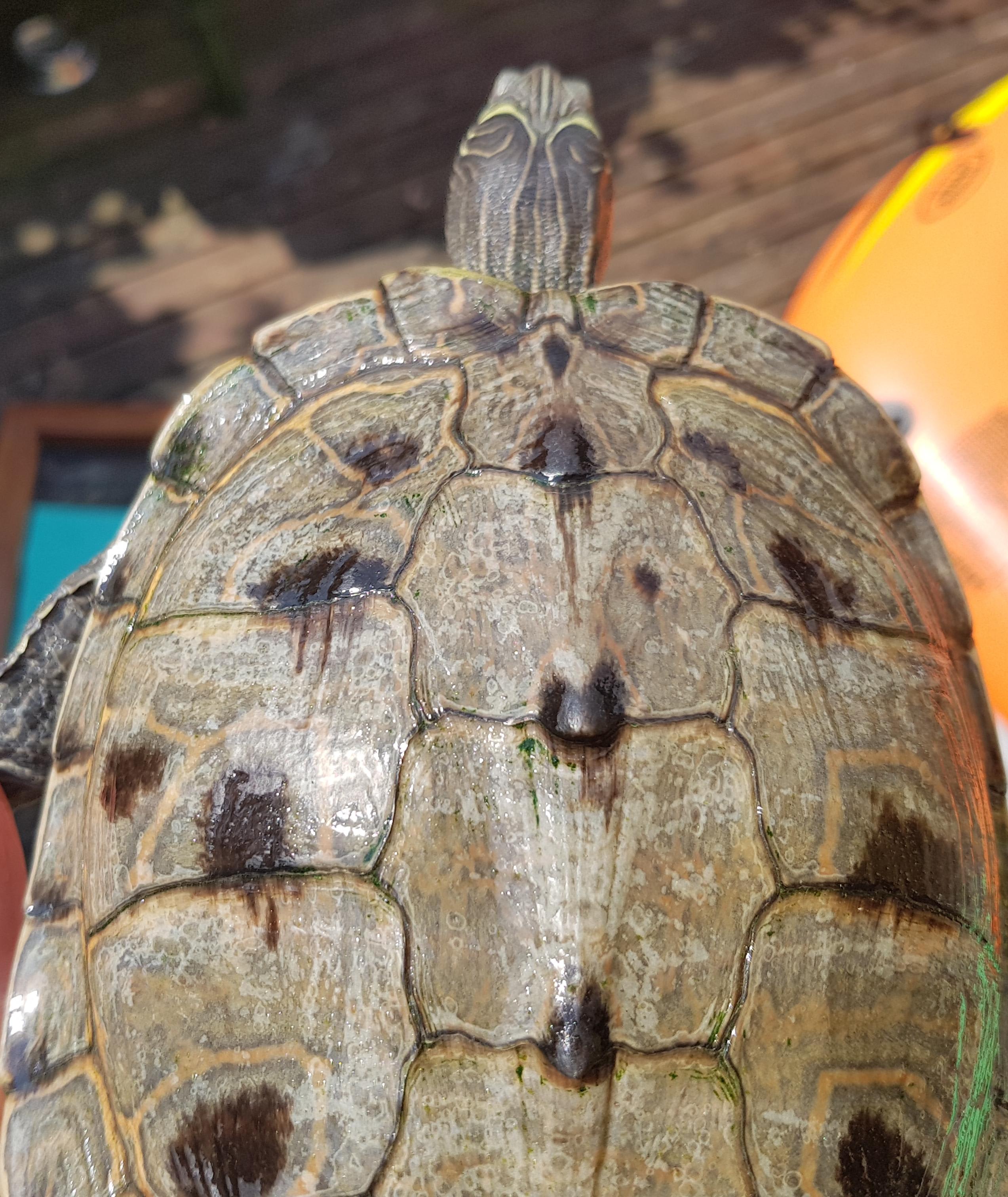 White Spots on Turtle Shell: Shedding or Serious Problem? | Petco