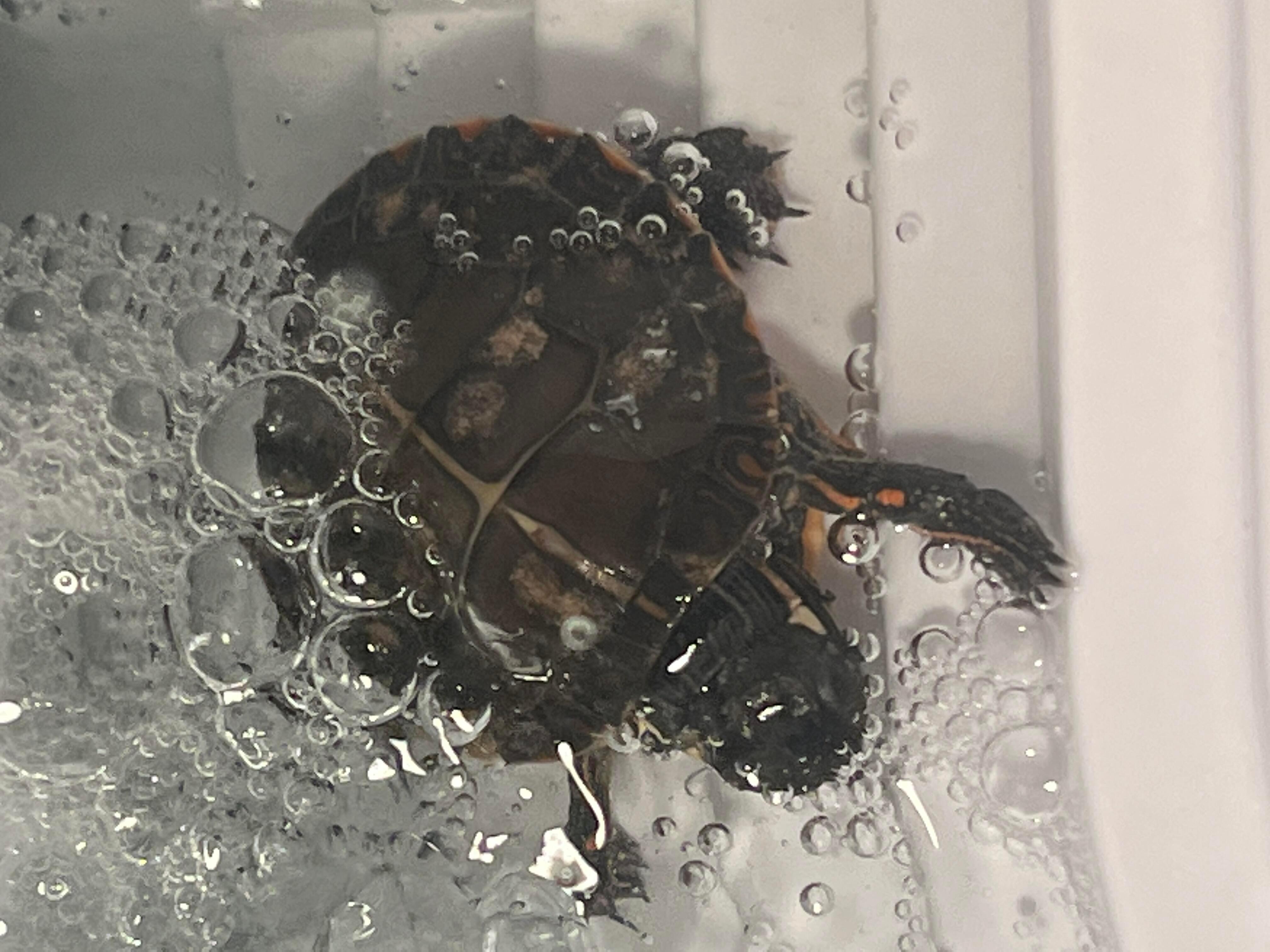 My new baby painted turtle has spots on its shell. What are they? | Petco
